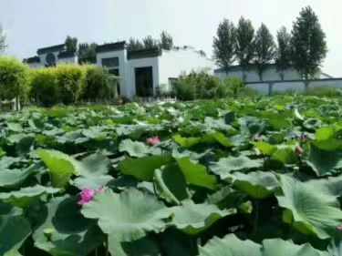 定兴燕兴公园旅行图片 1