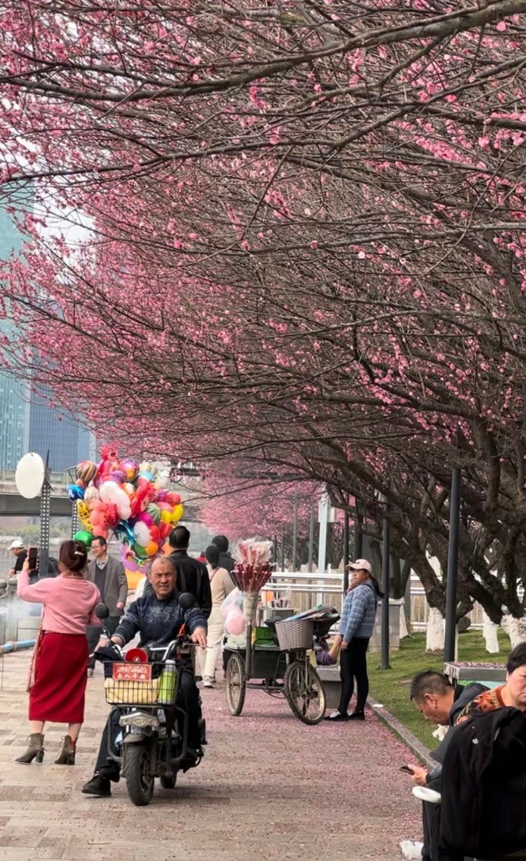 江滨绿廊樱花园旅行图片 1