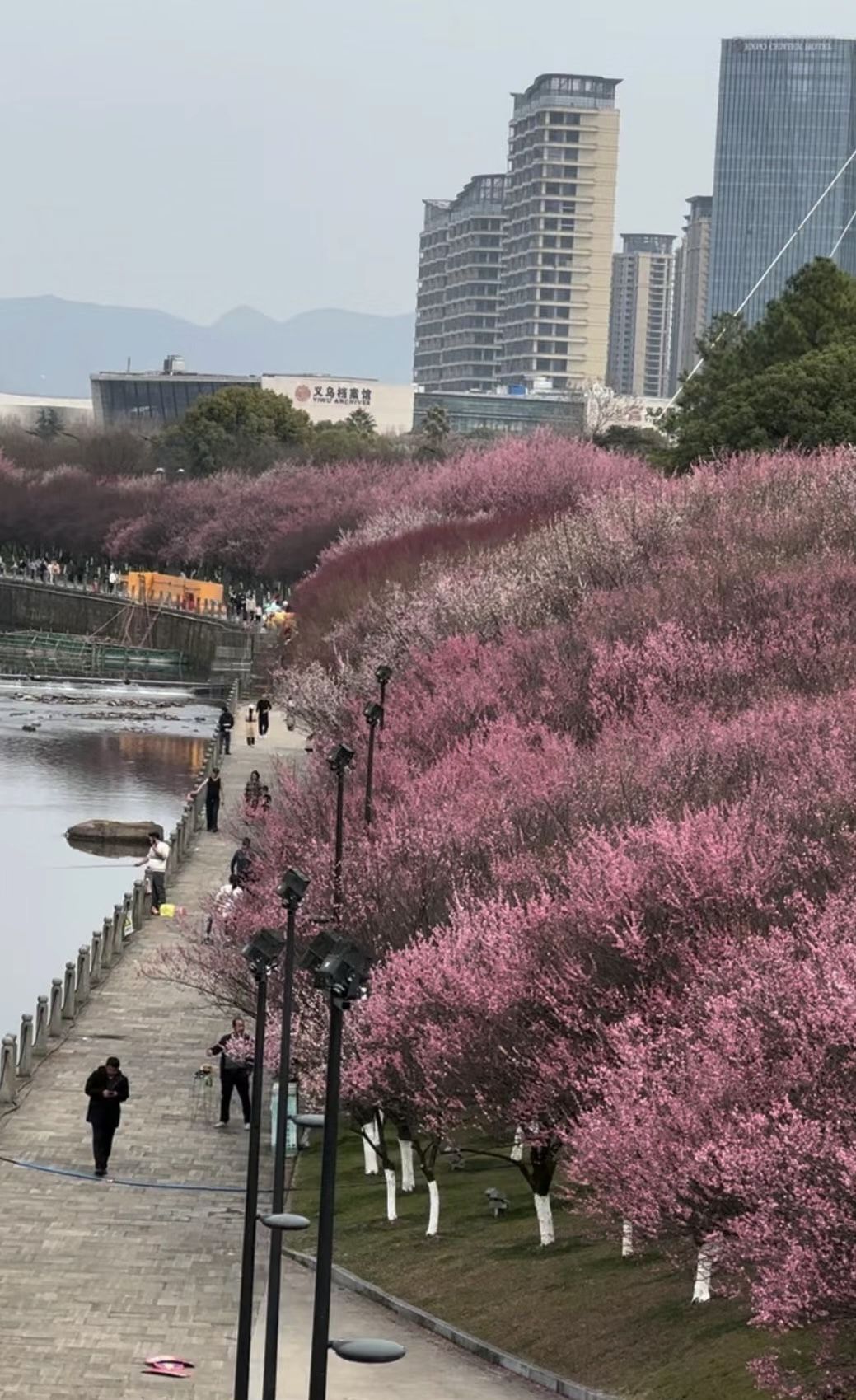 江滨绿廊樱花园旅行图片 2