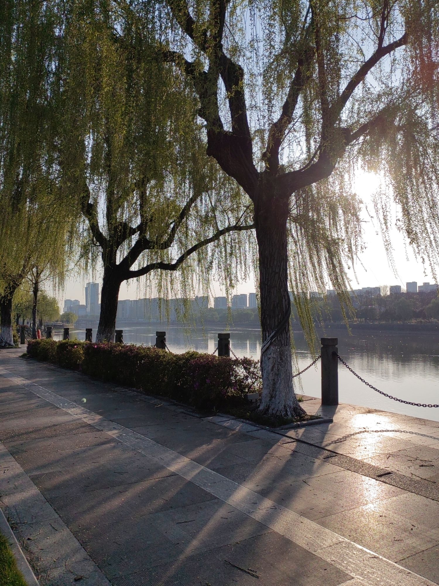 江滨绿廊樱花园旅行图片 2