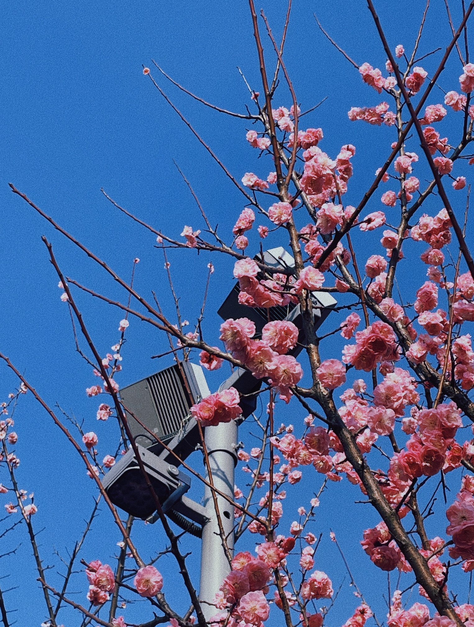 江滨绿廊樱花园旅行图片 3