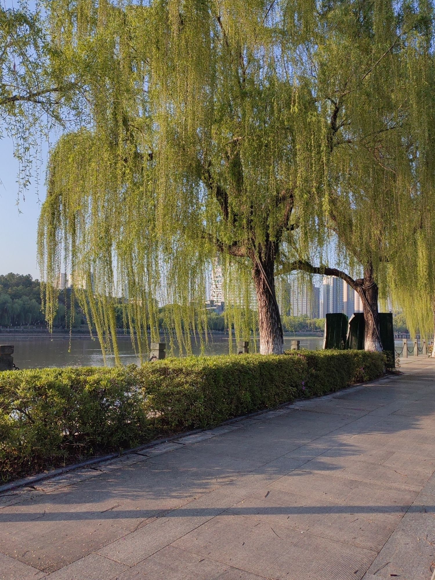 江滨绿廊樱花园旅行图片 1