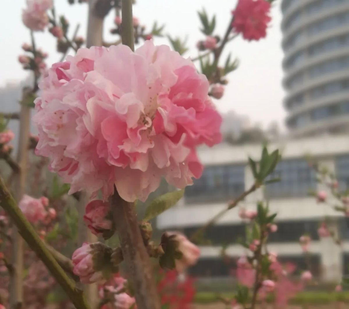 任丘市中央公园广场