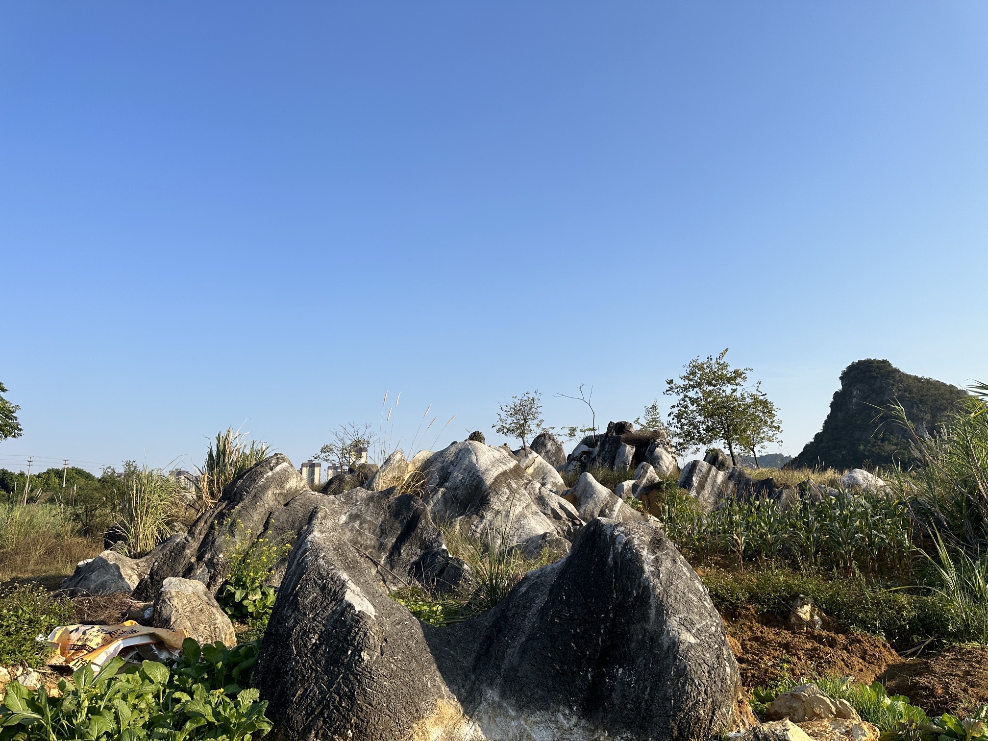 里建湖公园旅行图片 2