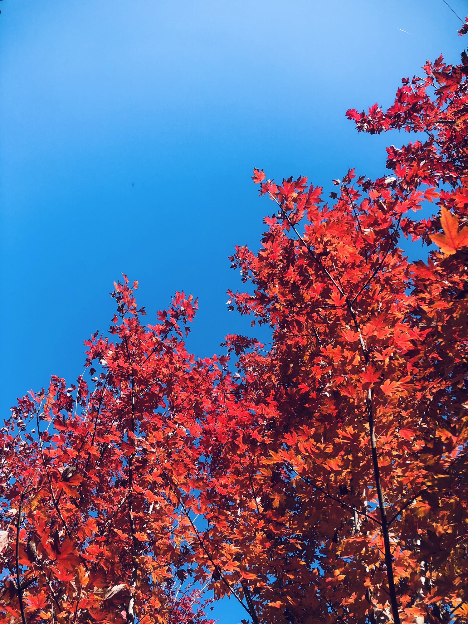 秣陵杏花村旅行图片 2