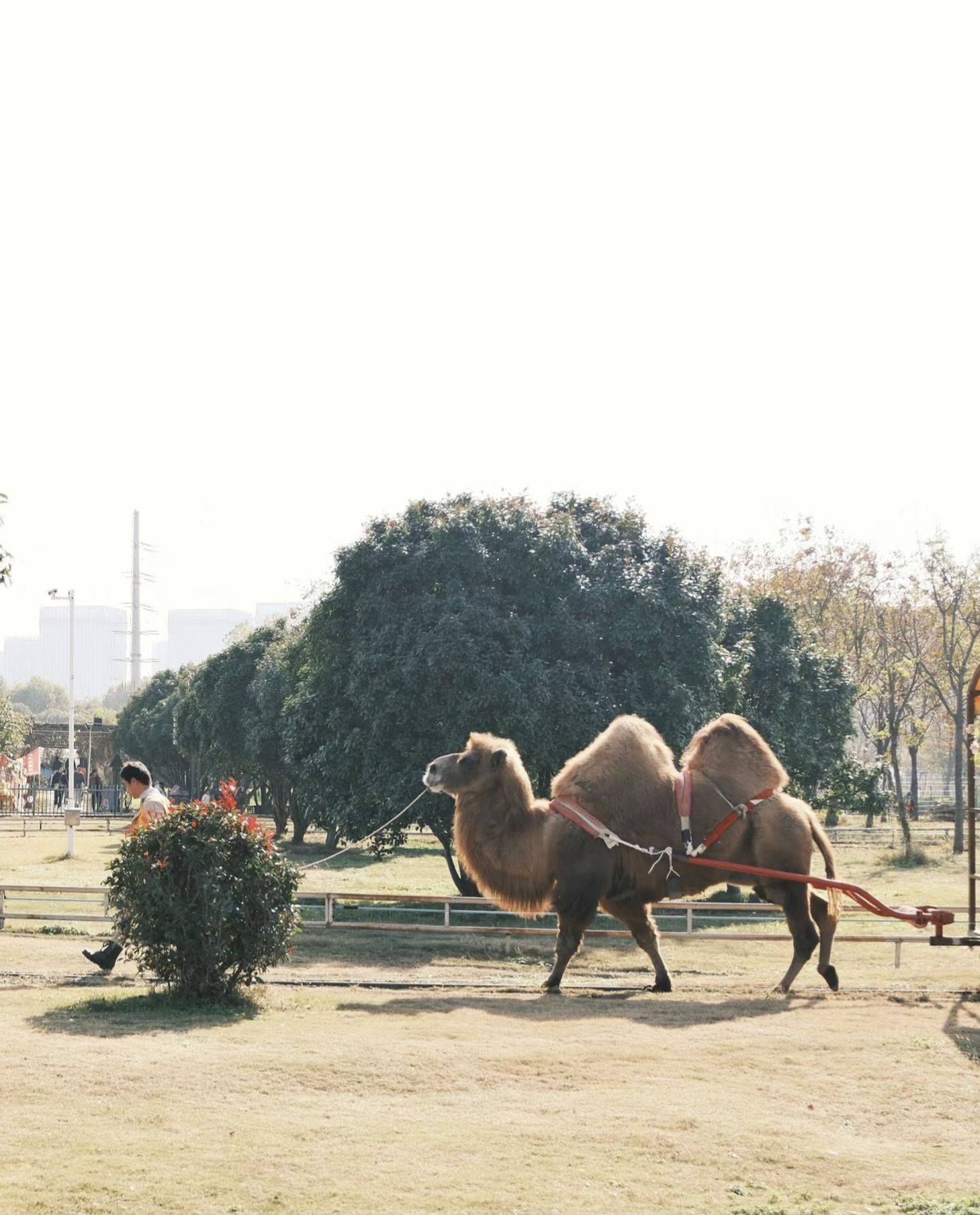 秣陵杏花村旅行图片 3