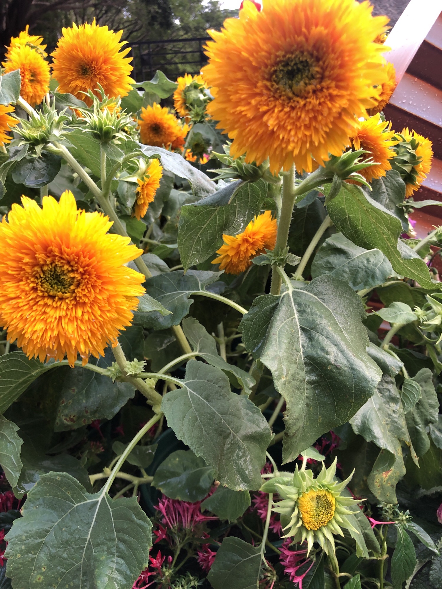 新会牛雕岗旅行图片 3