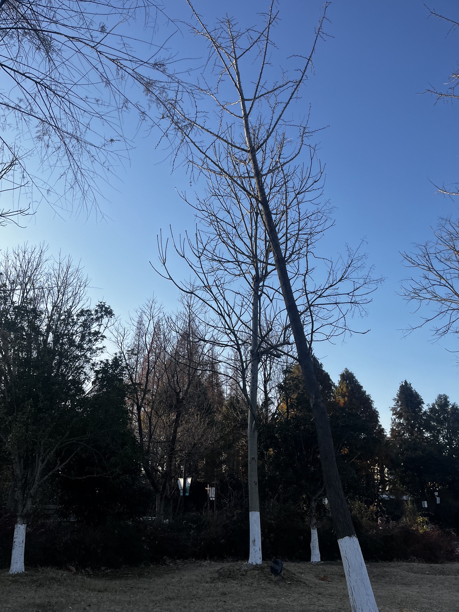 柳园旅行图片 3