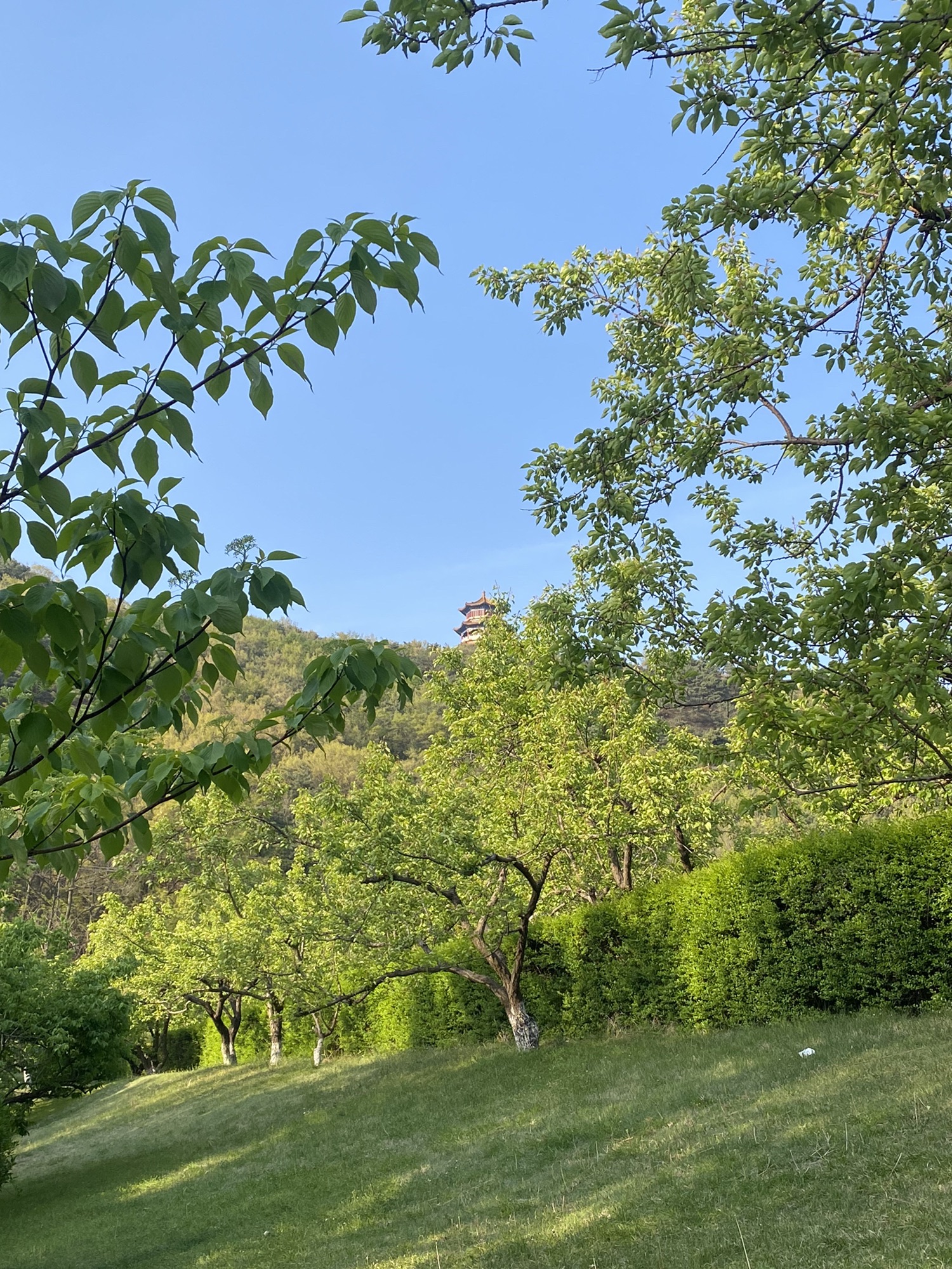 紫金山公园旅行图片 2