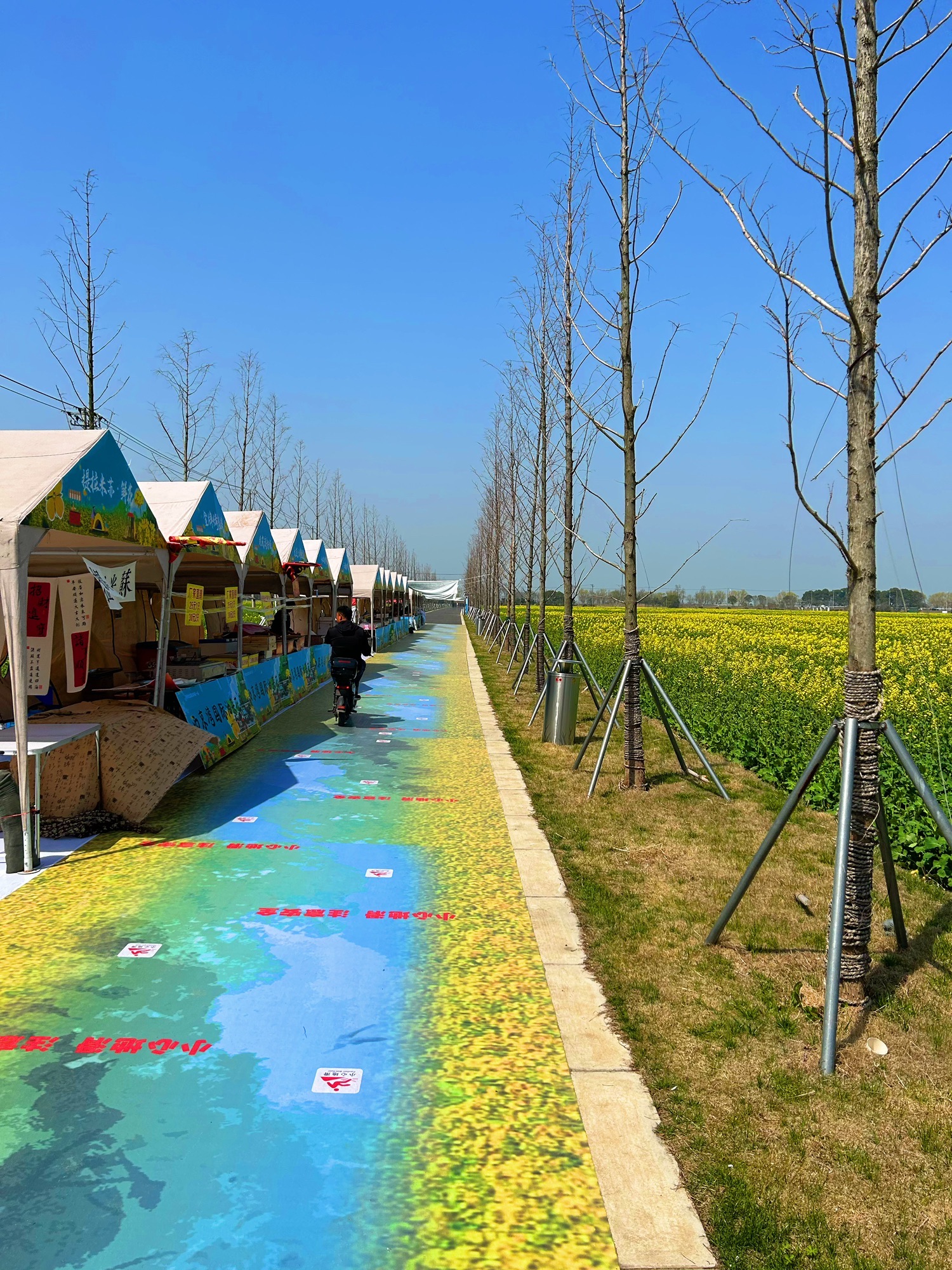 西京湾花海旅行图片 1