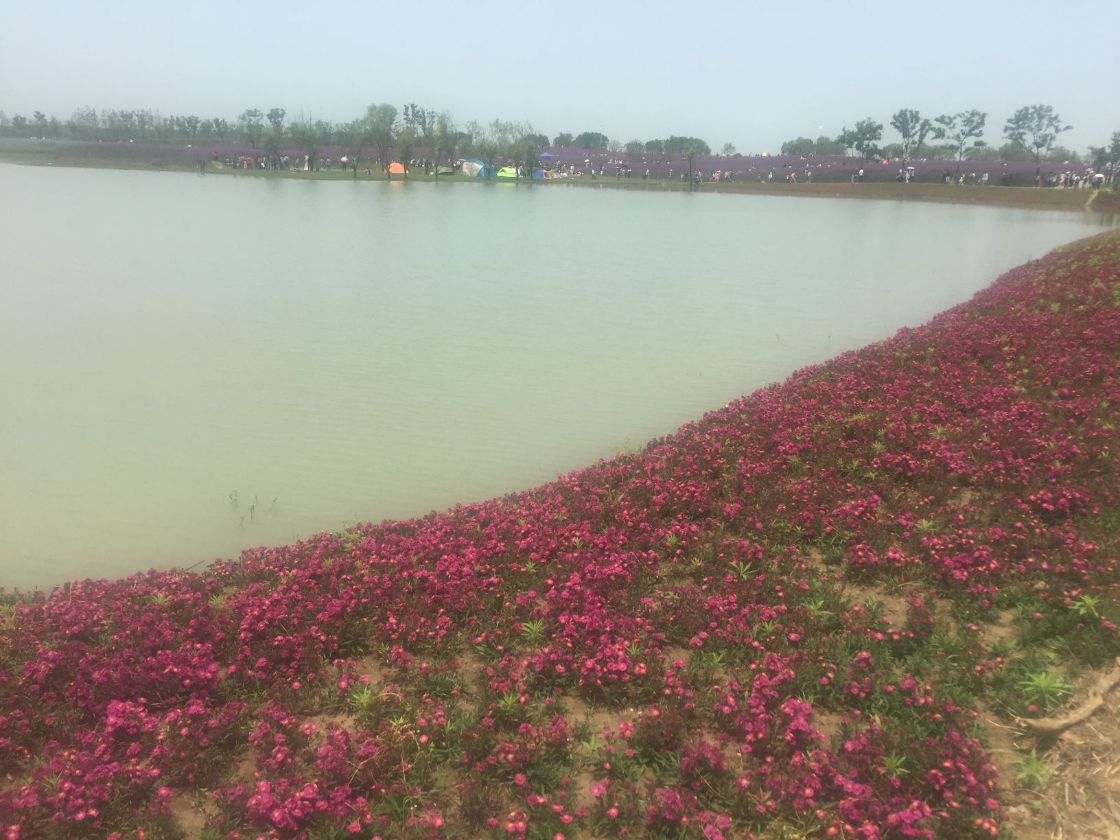 西京湾花海旅行图片 2