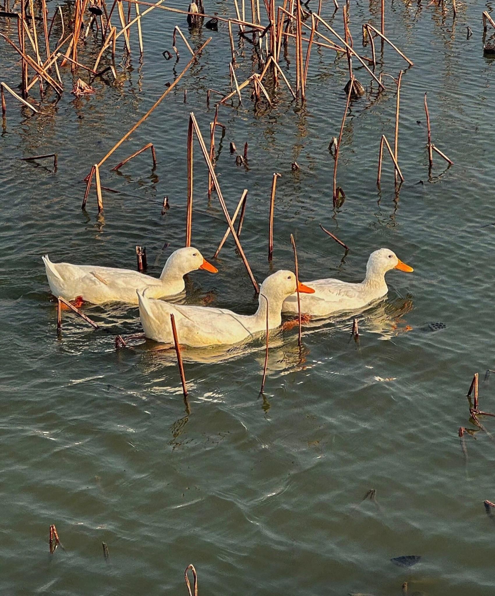 西京湾花海旅行图片 1