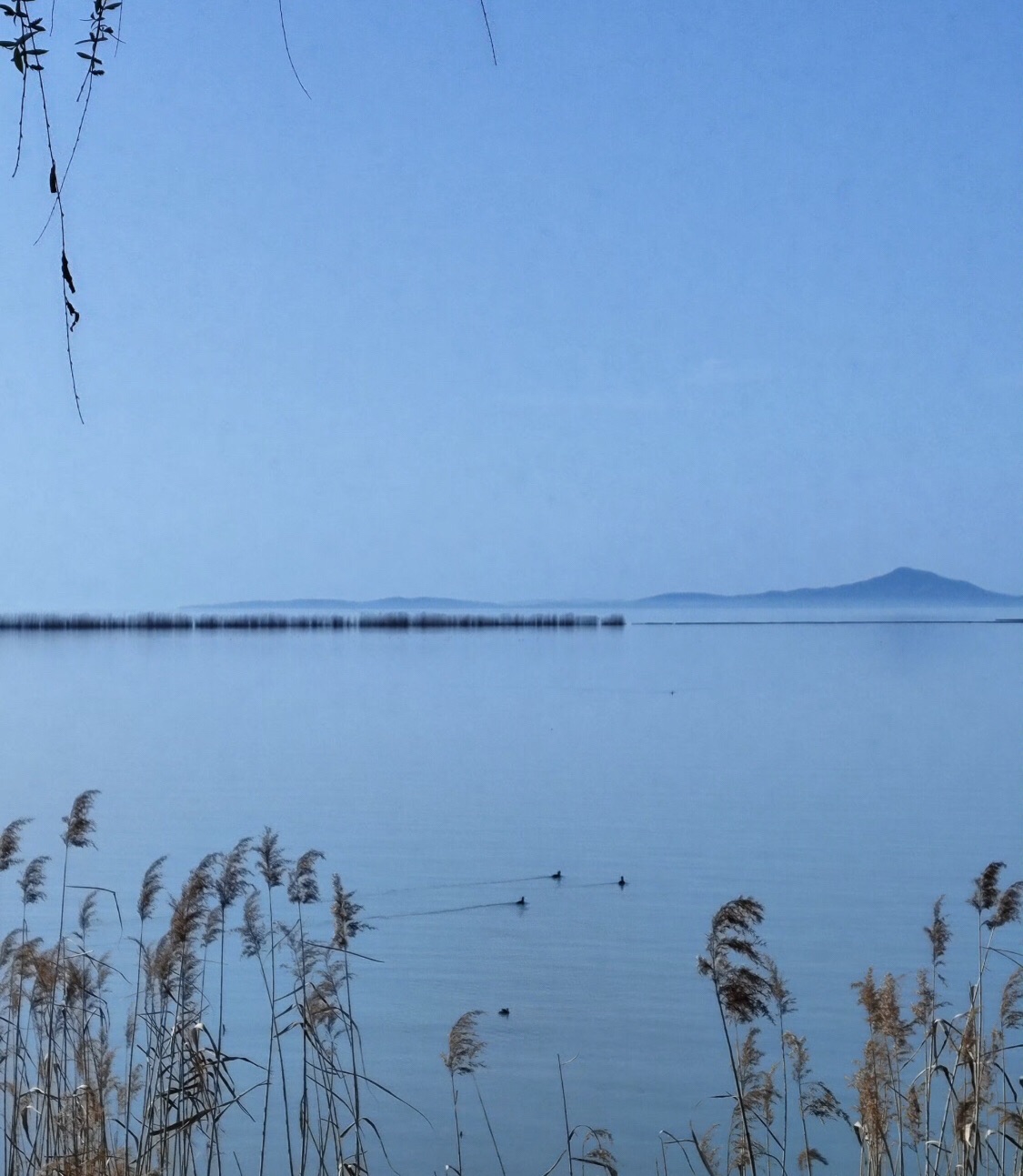 西京湾花海旅行图片 2