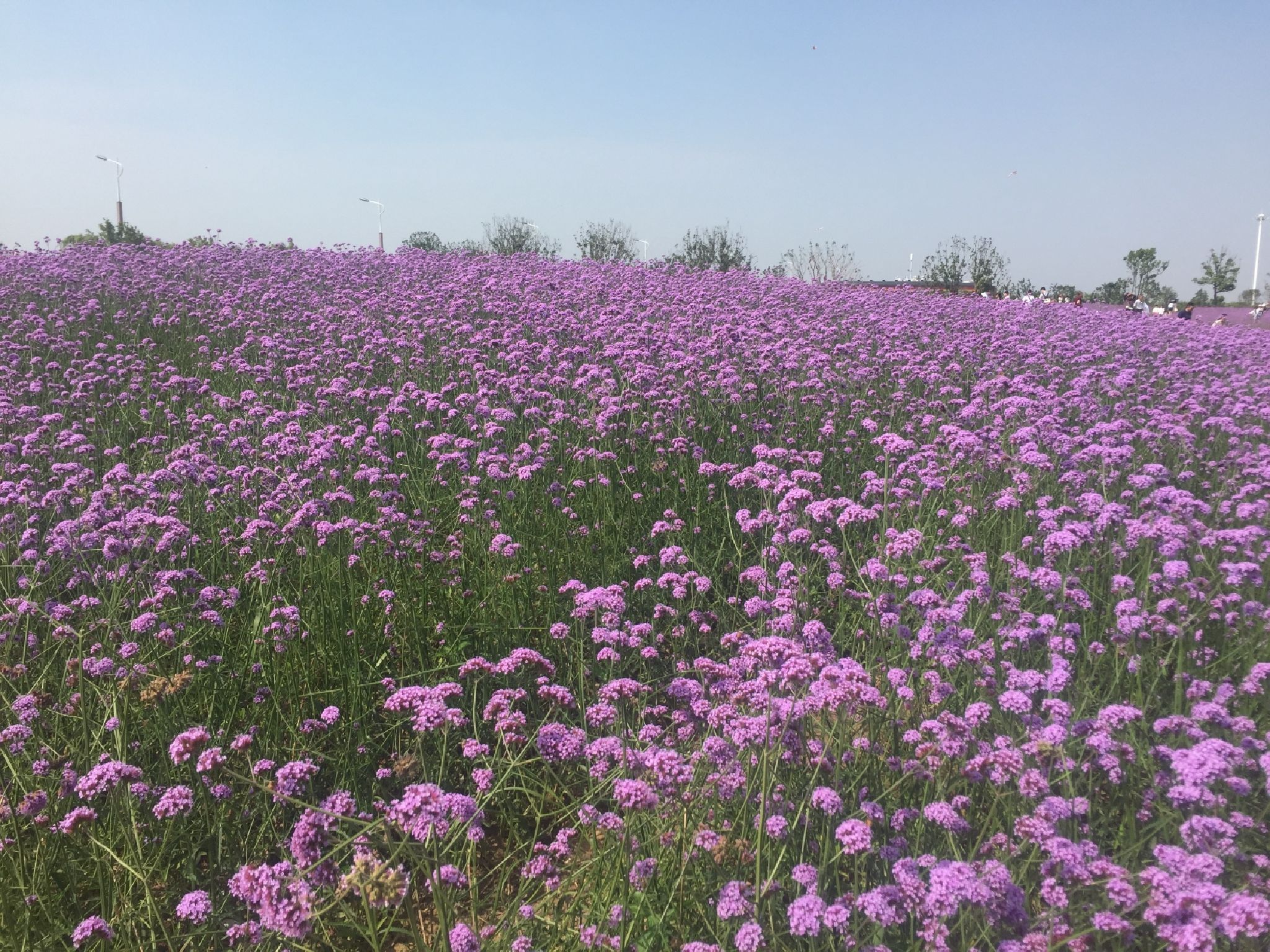西京湾花海旅行图片 1