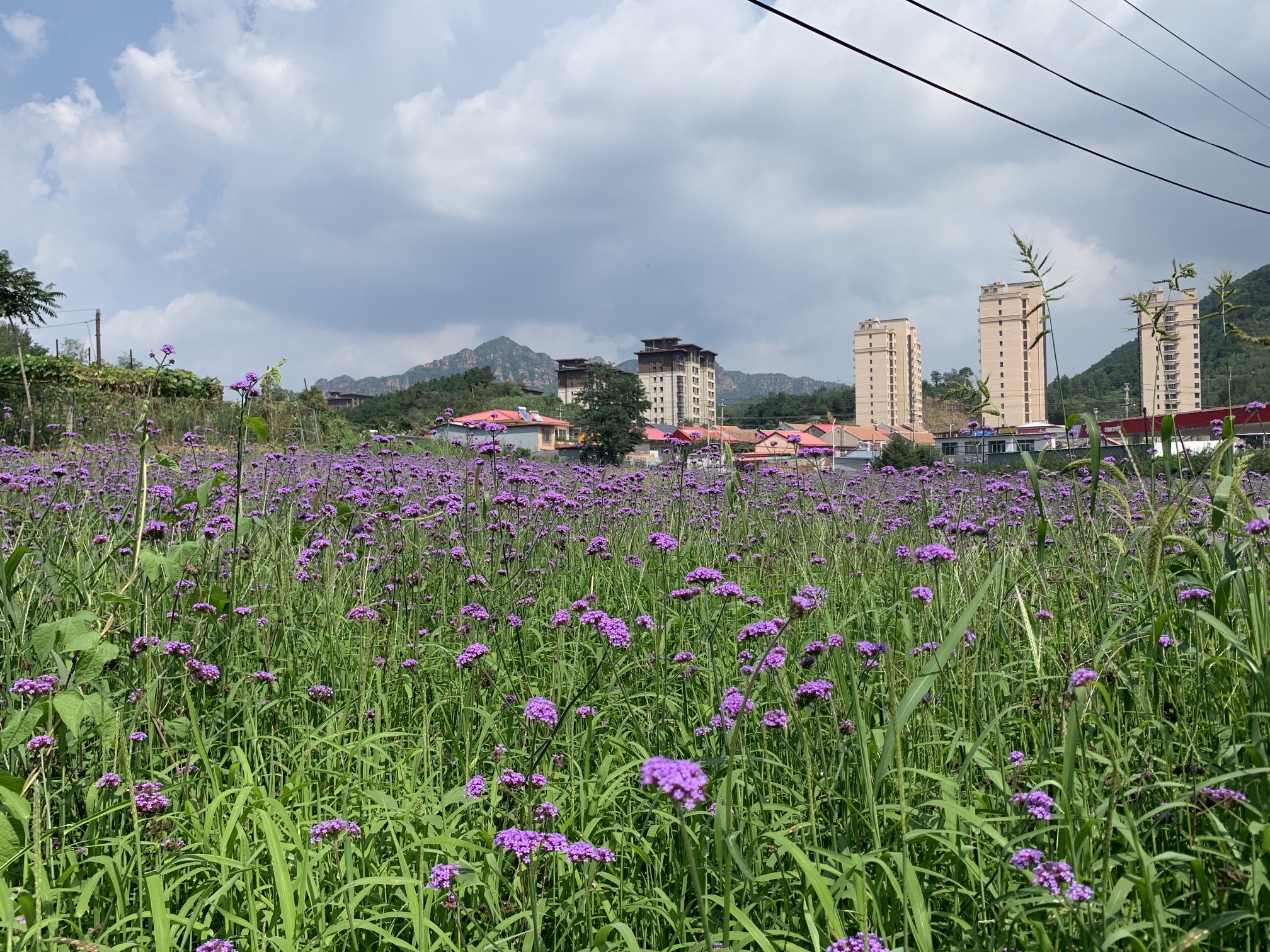 兴隆南山公园旅行图片 3