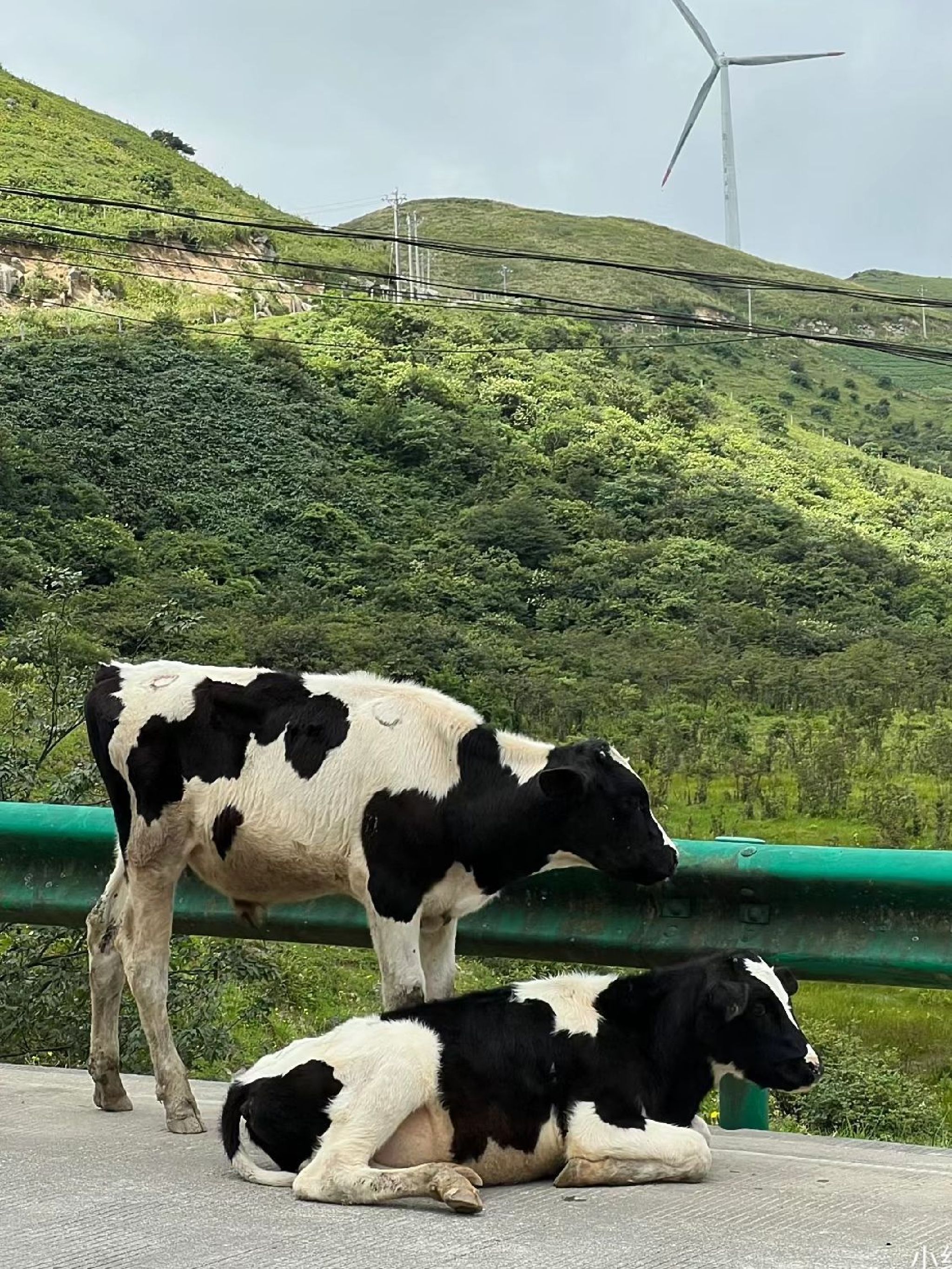 桂林龙胜南山牧场旅行图片 1