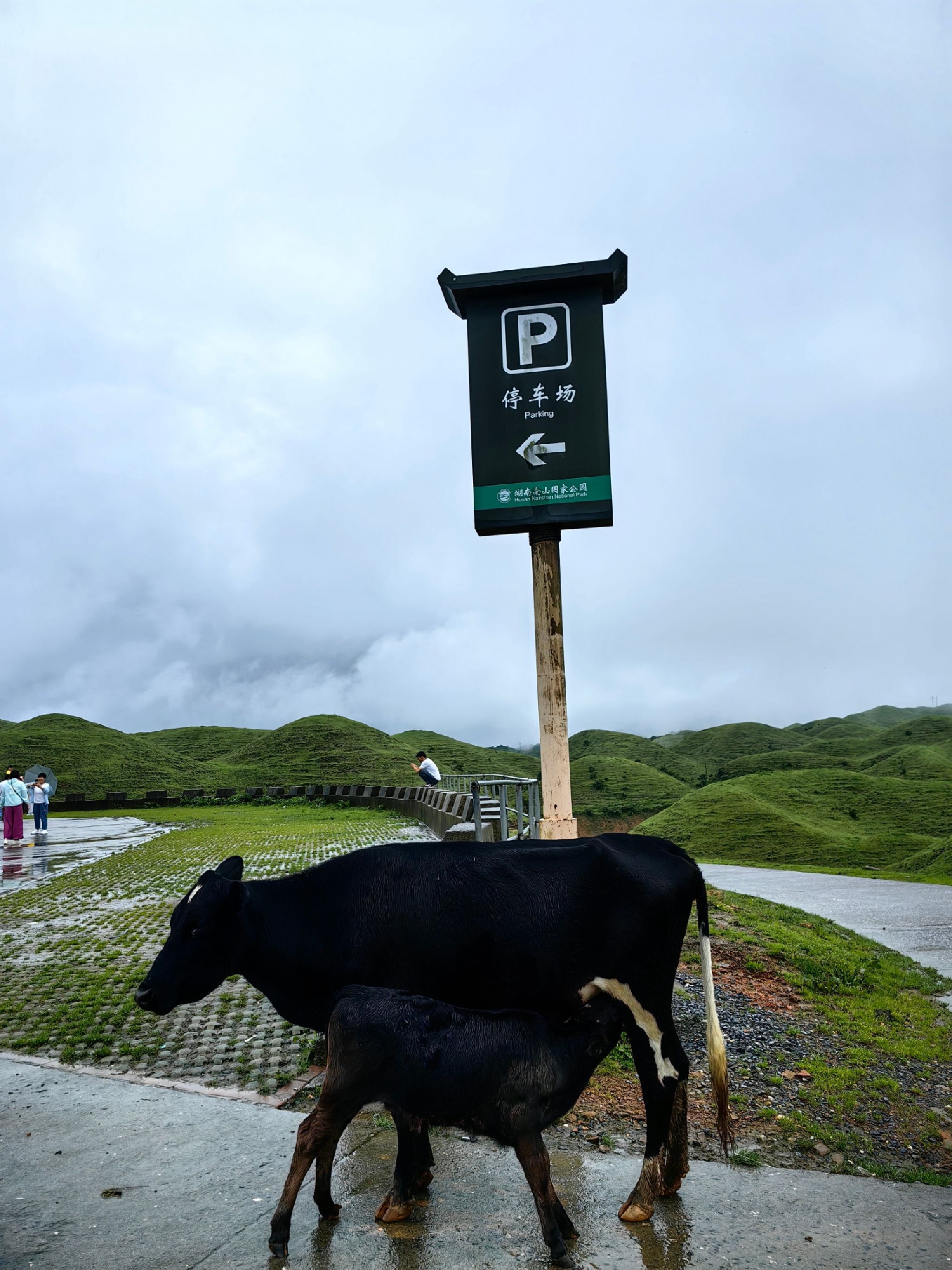 桂林龙胜南山牧场旅行图片 1