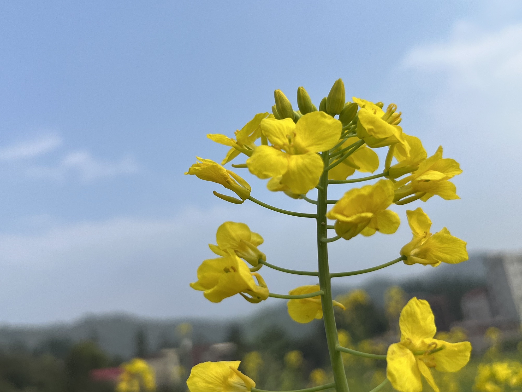 洛江虹山油菜花旅行图片 2