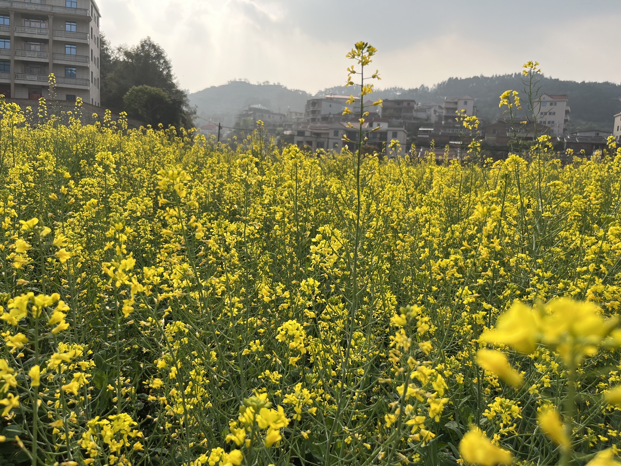洛江虹山油菜花旅行图片 1