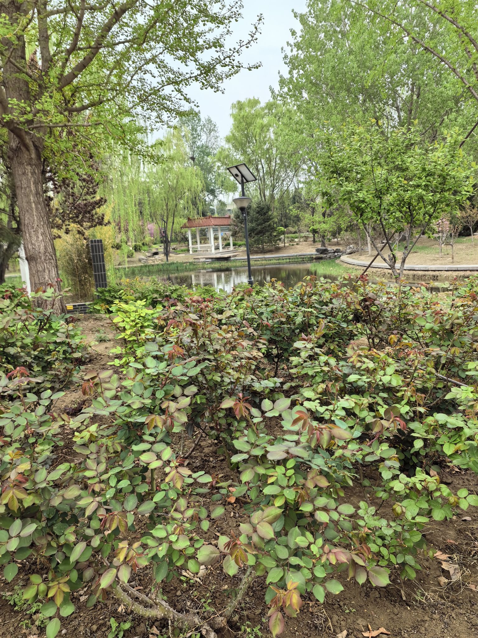 花博会主题公园旅行图片 2