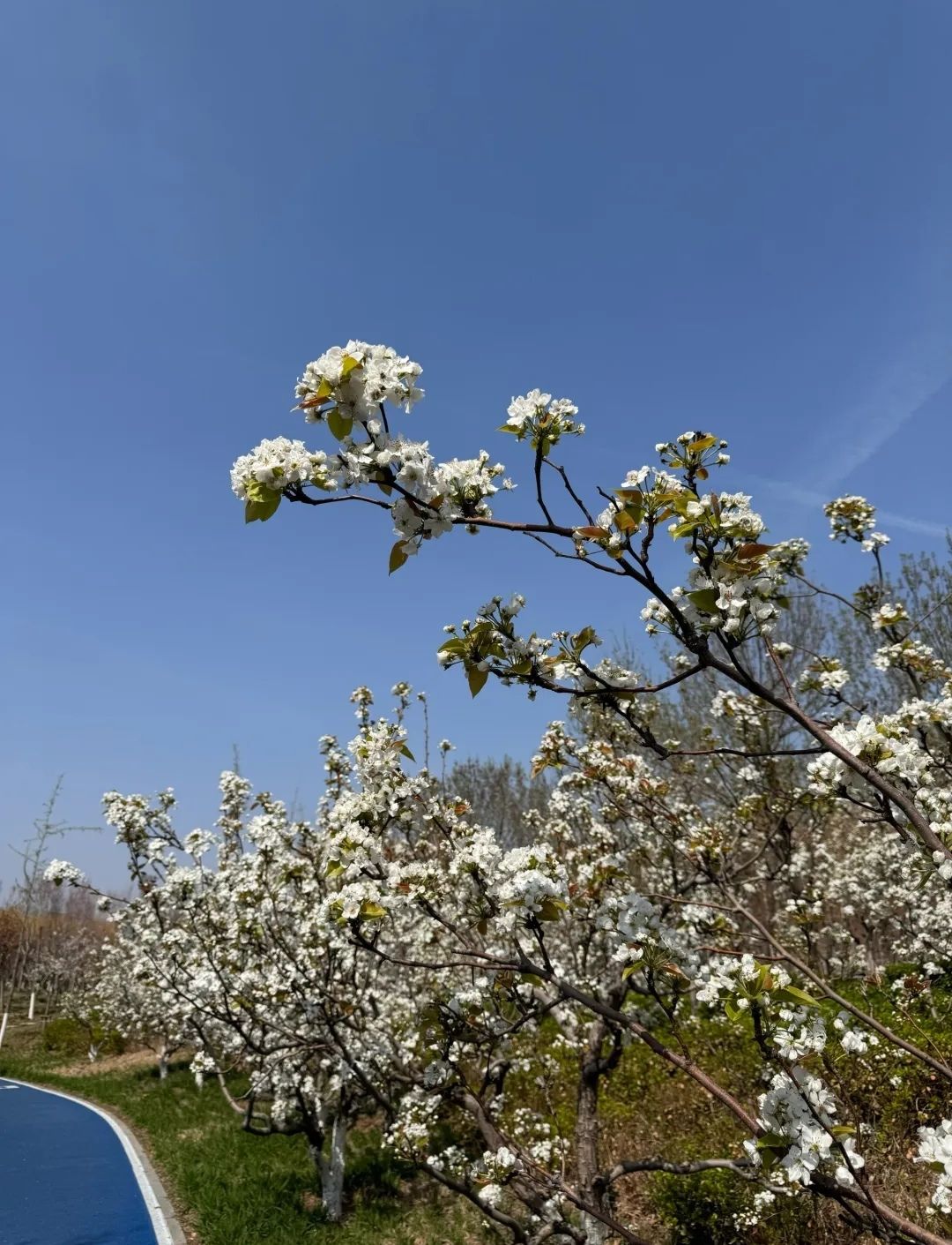 孝妇河湿地公园旅行图片 2