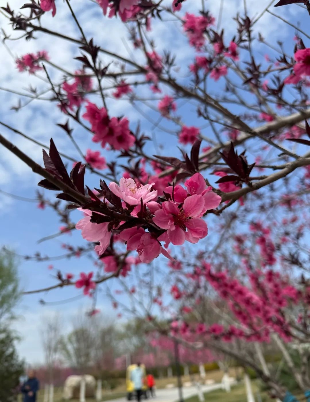 孝妇河湿地公园旅行图片 3