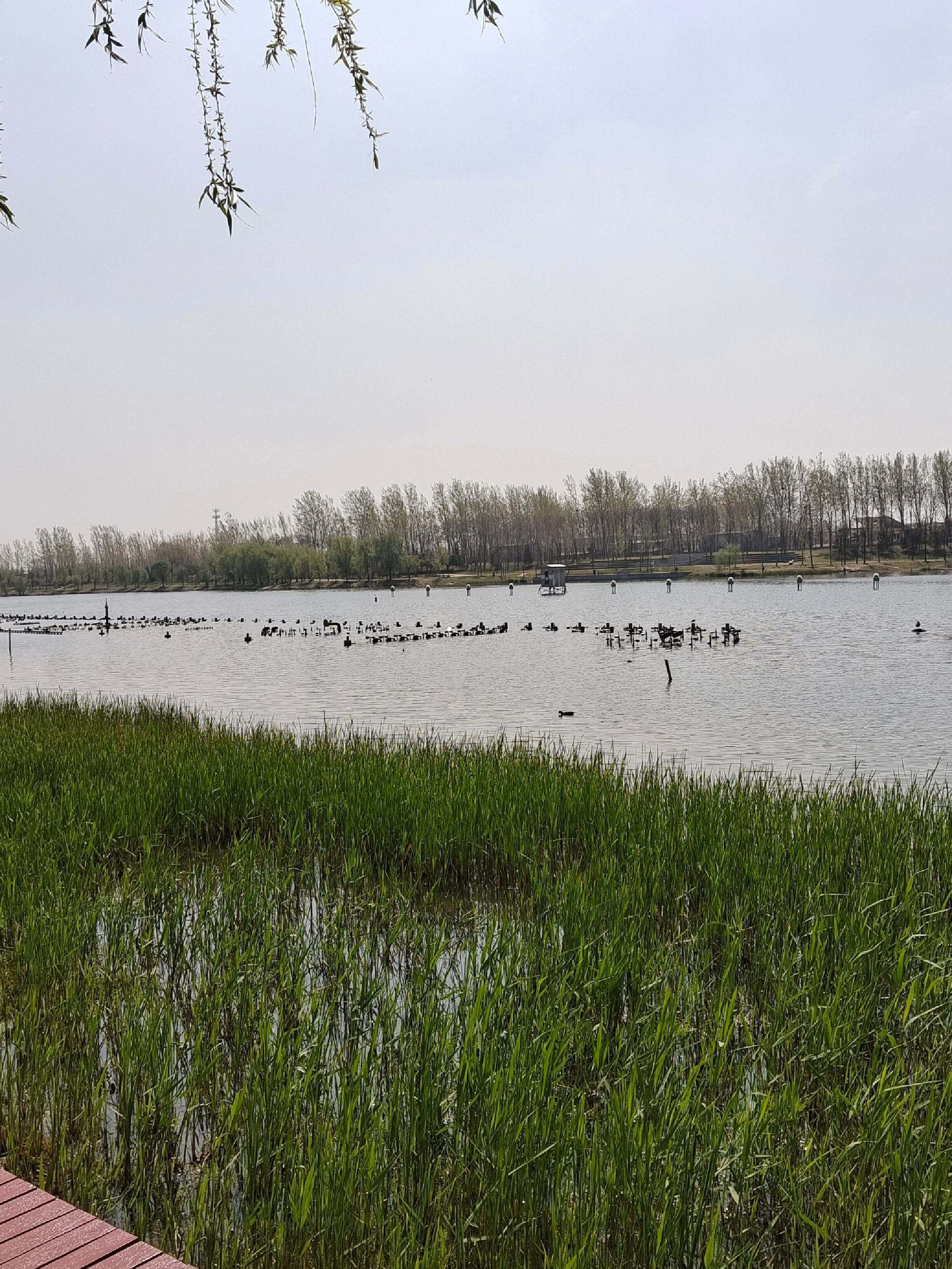 秋湖湿地公园旅行图片 2