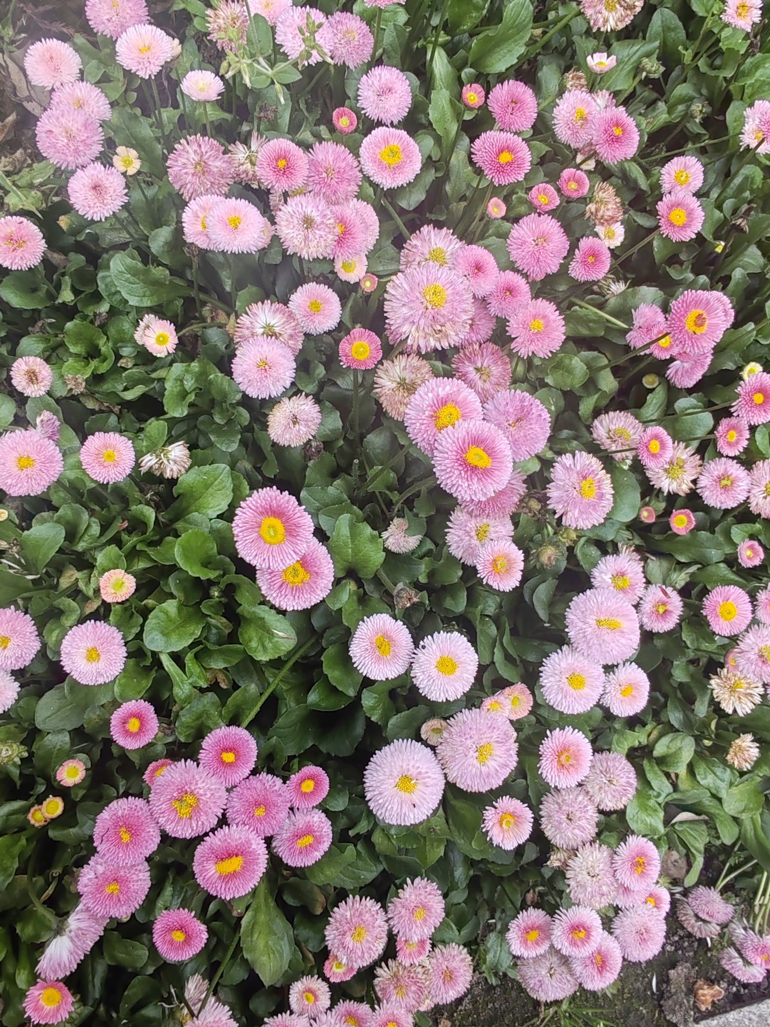 三翁花园旅行图片 1