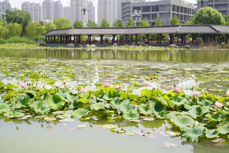 大清河公园