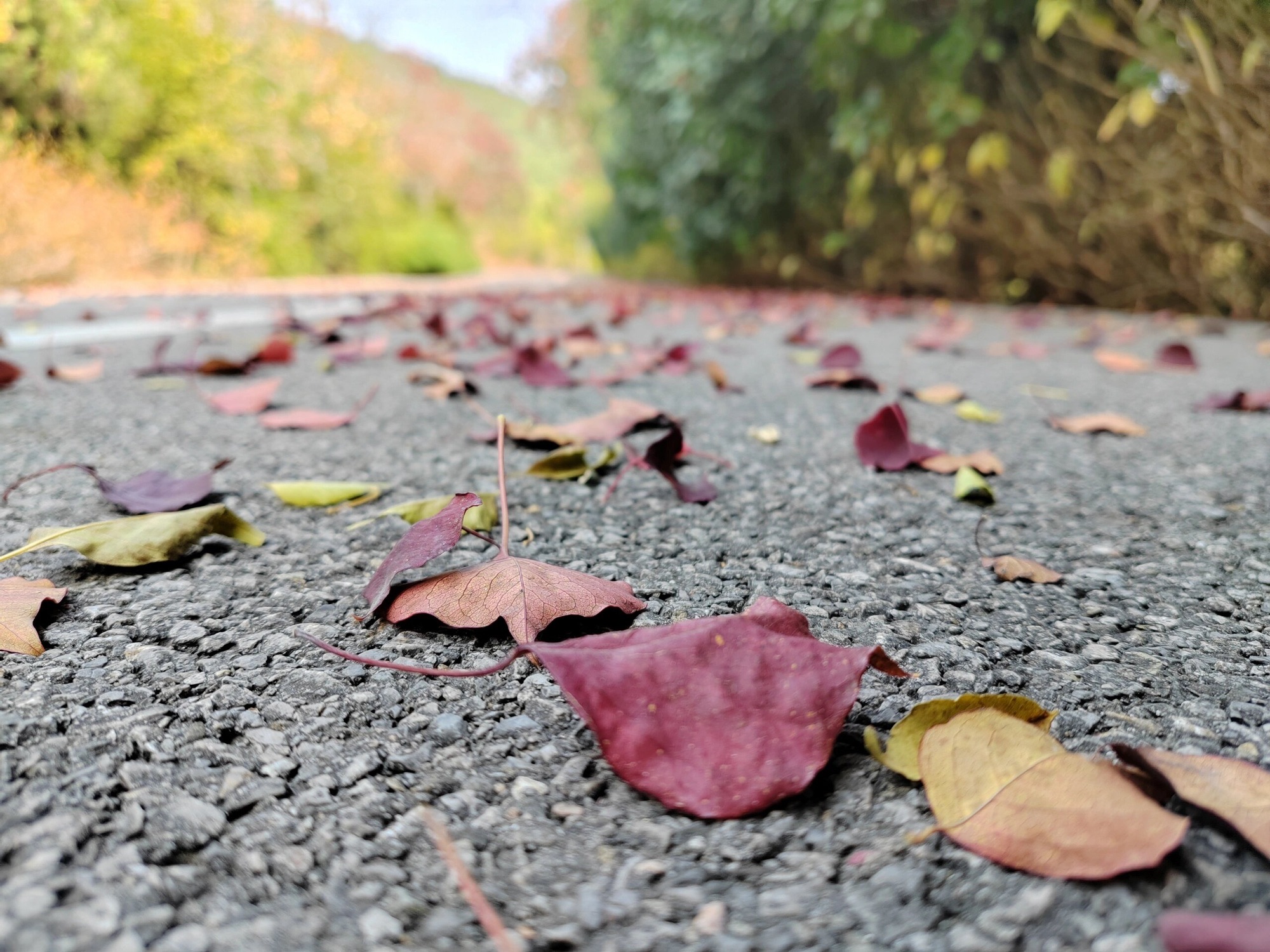 凤凰山生态文化风景区旅行图片 1