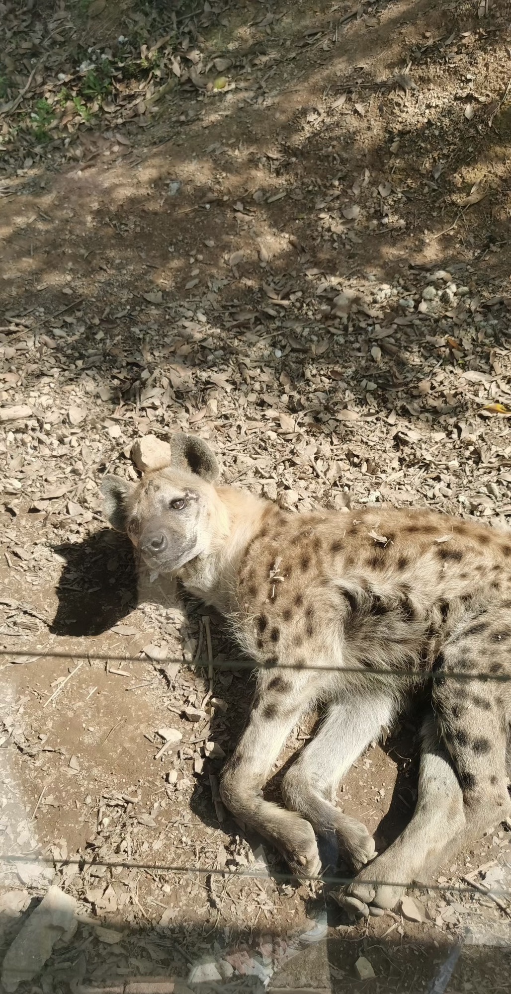泉州海丝野生动物世界旅行图片 3