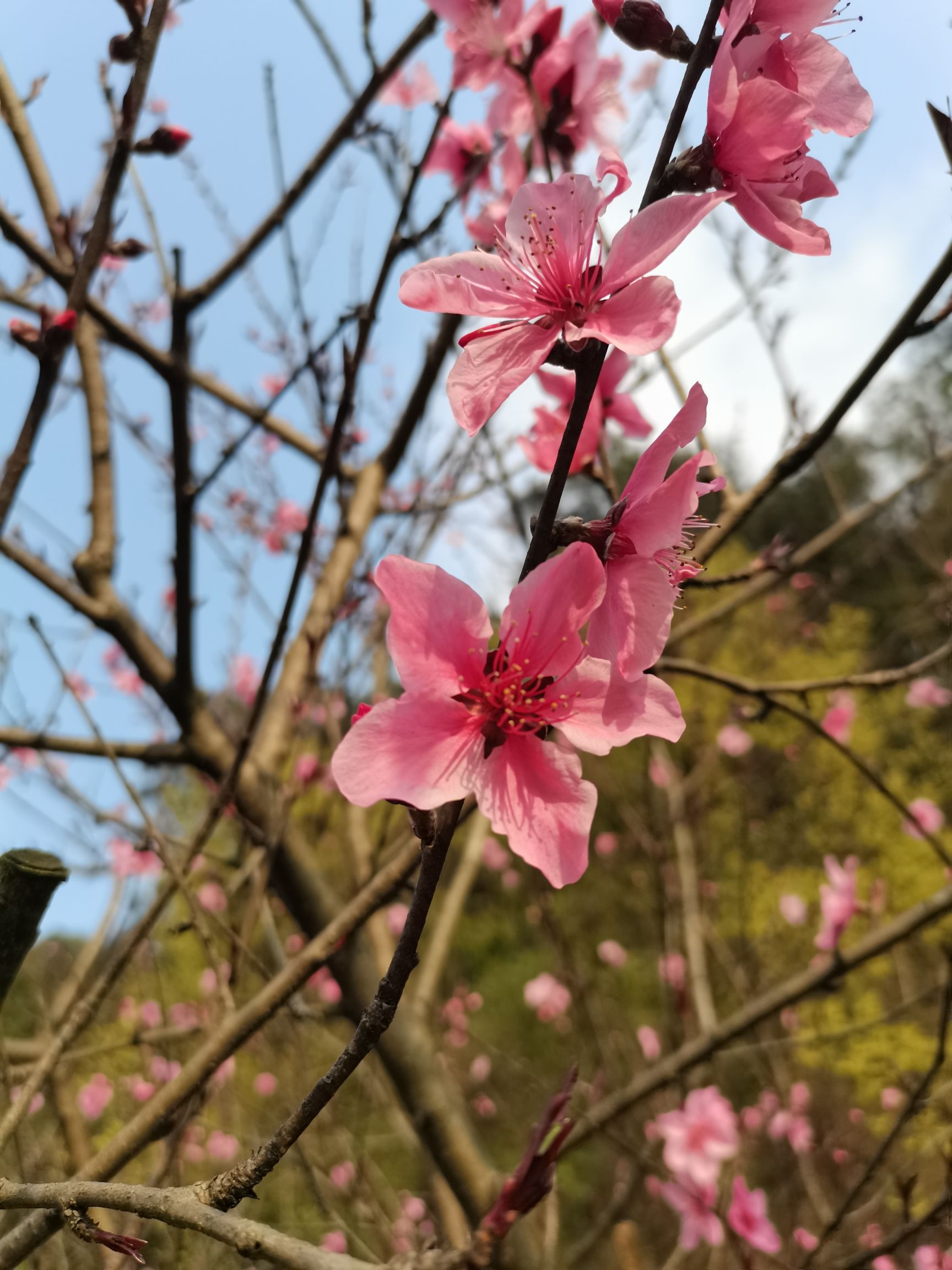 绿心公园旅行图片 2