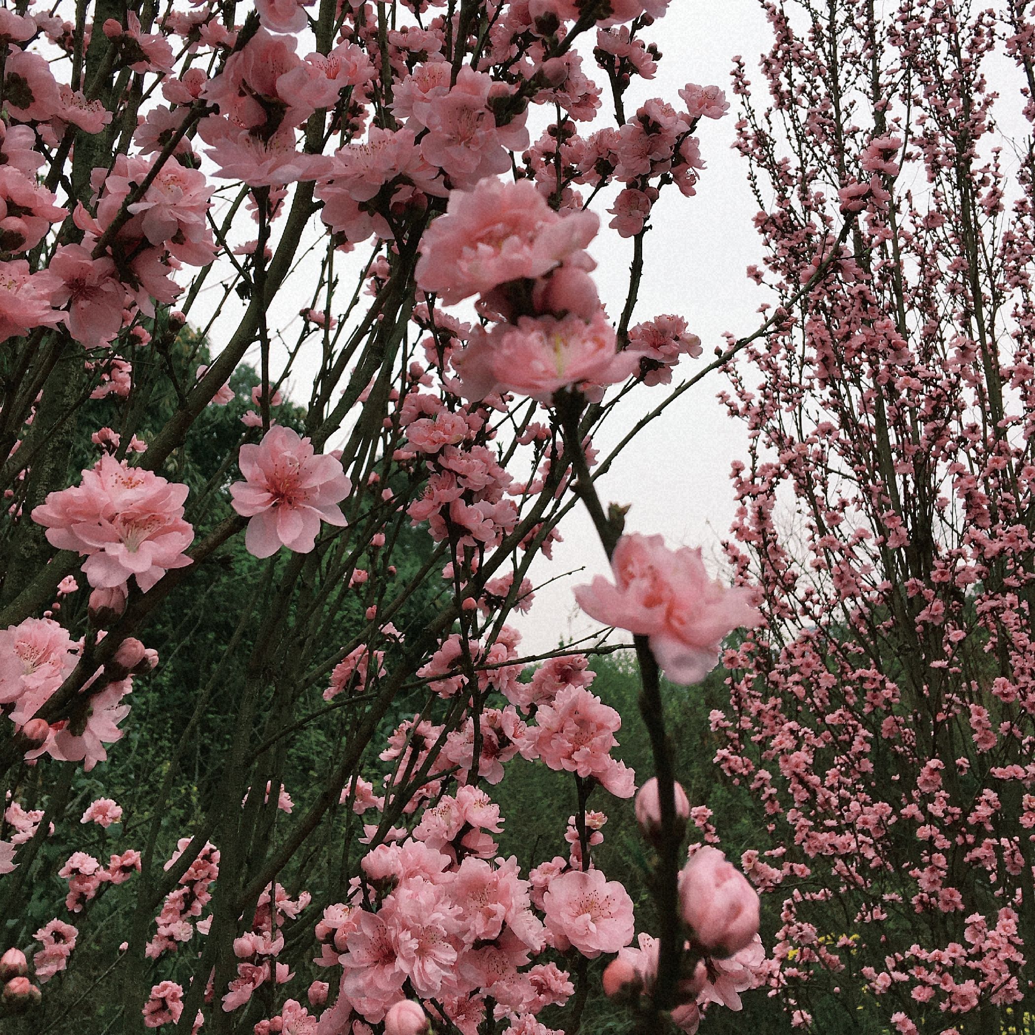 绿心公园旅行图片 2