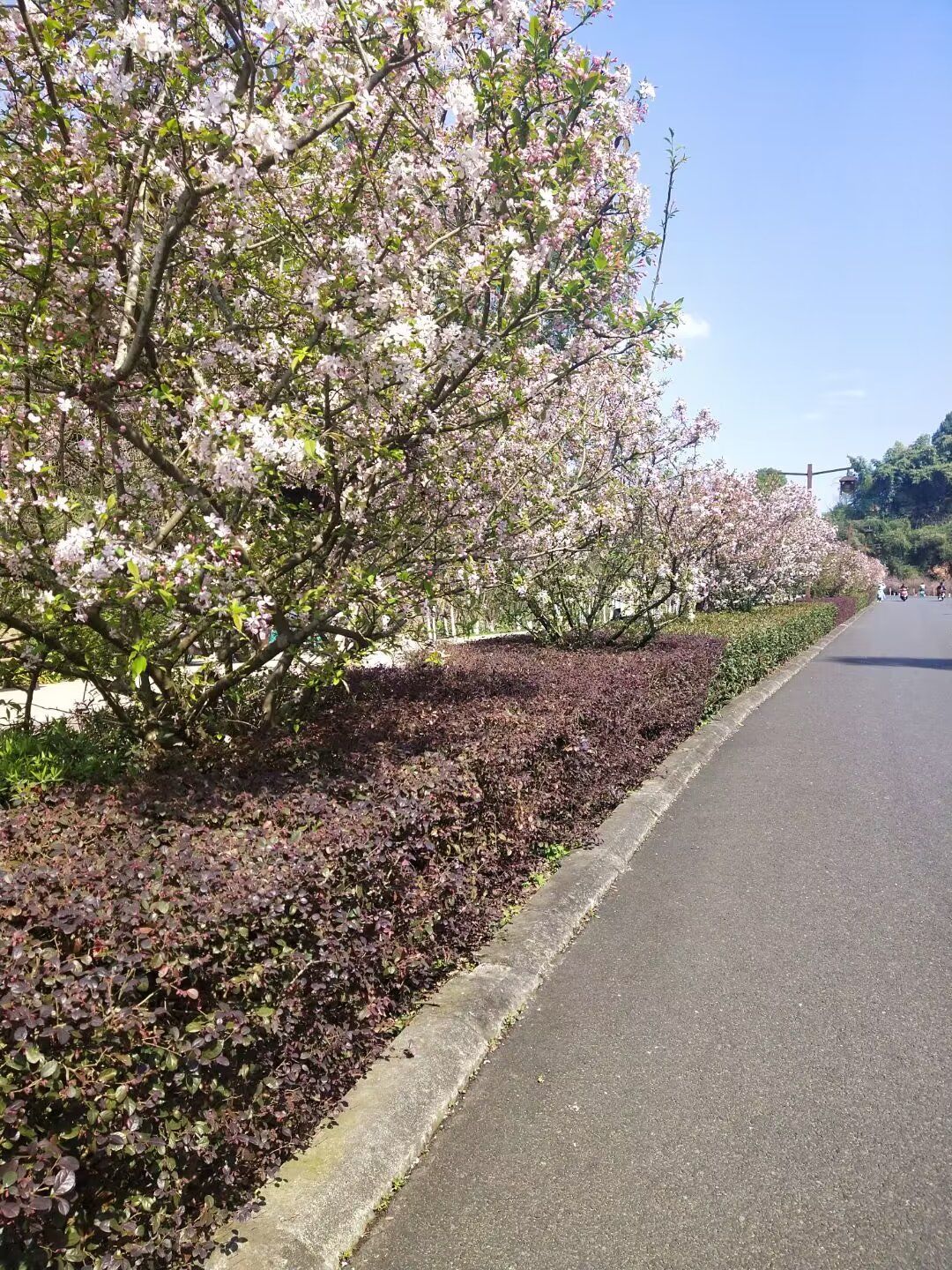 绿心公园旅行图片 3
