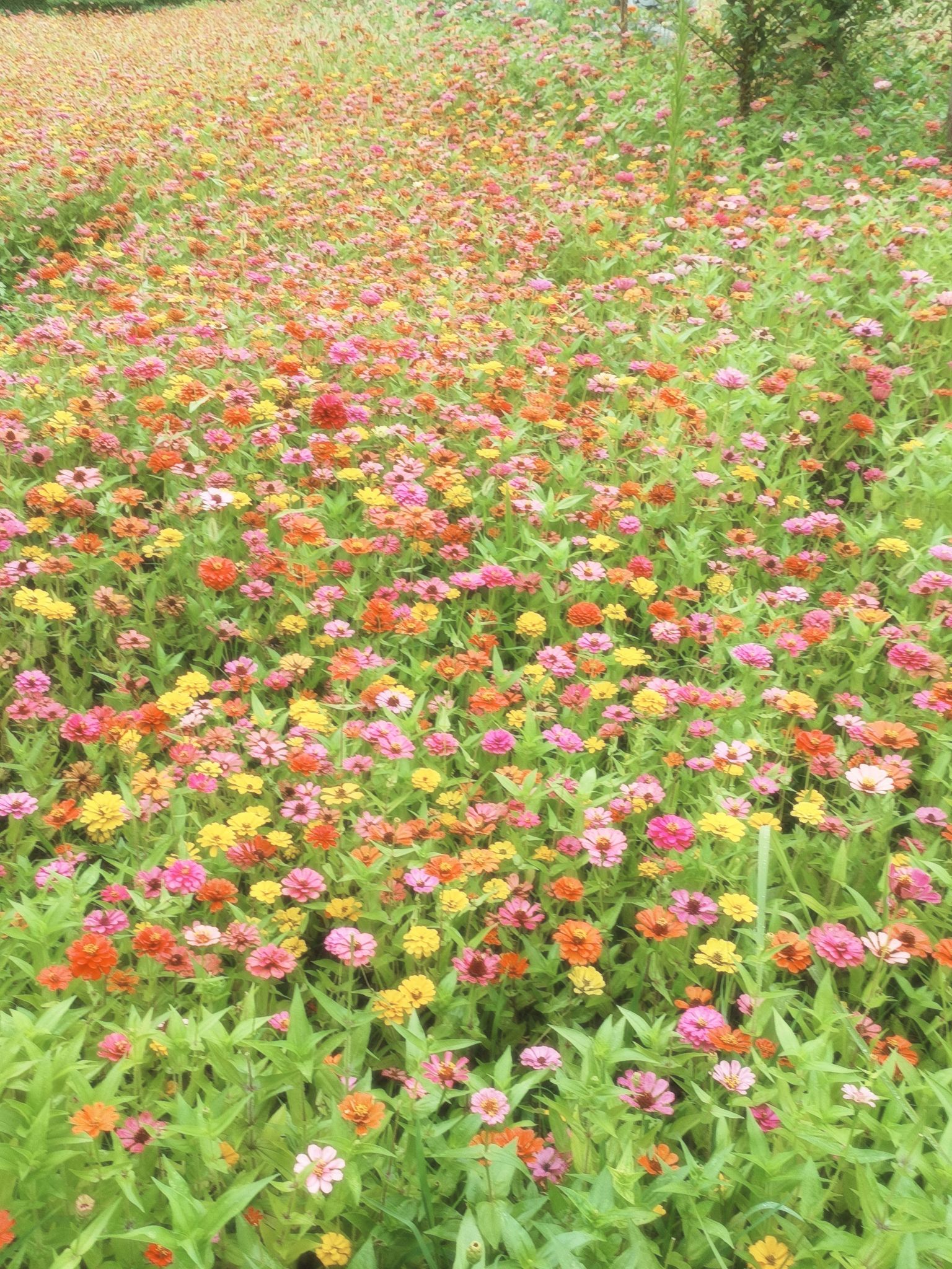 东湖公园旅行图片 2