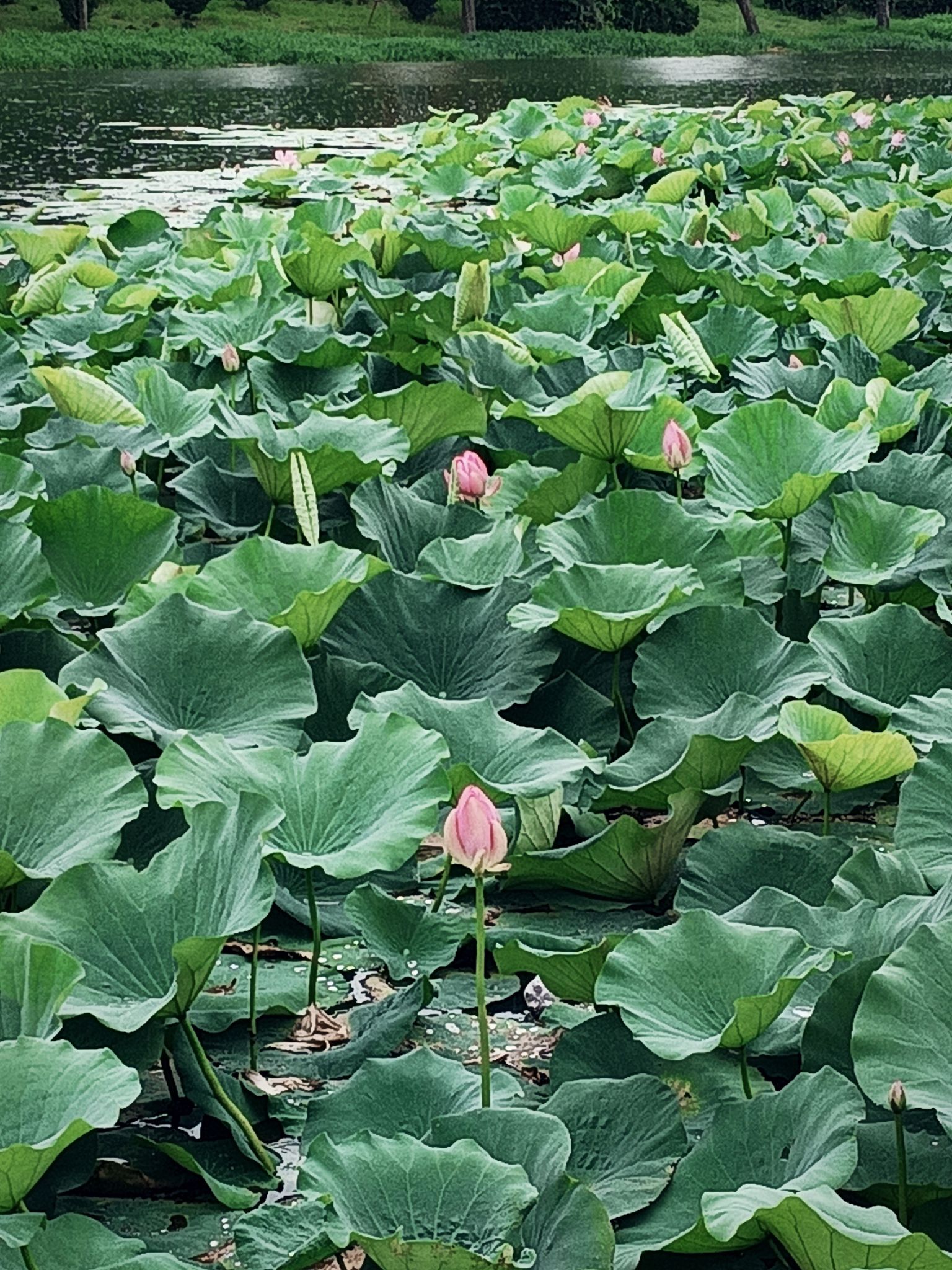东湖公园旅行图片 1