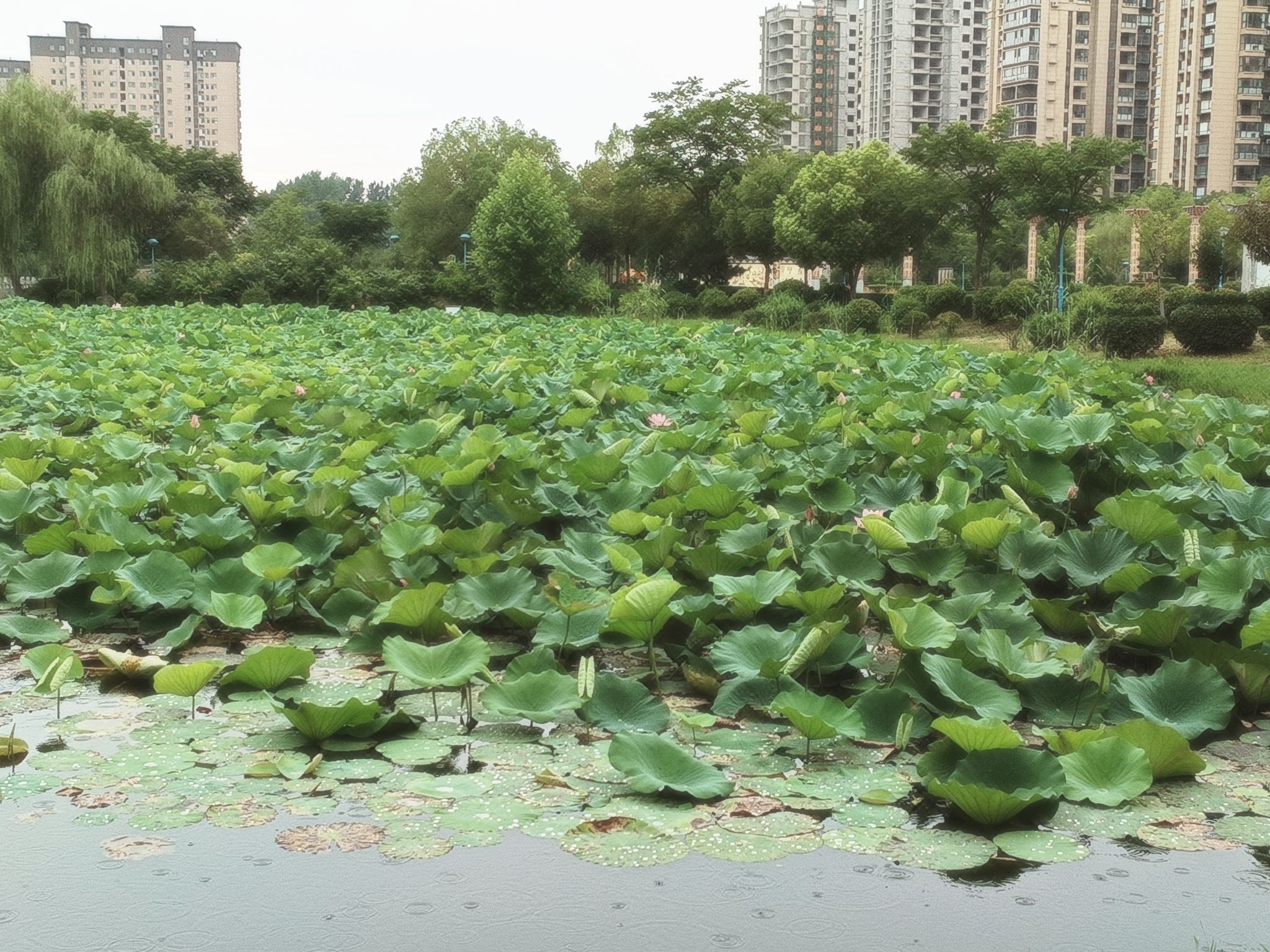东湖公园旅行图片 3