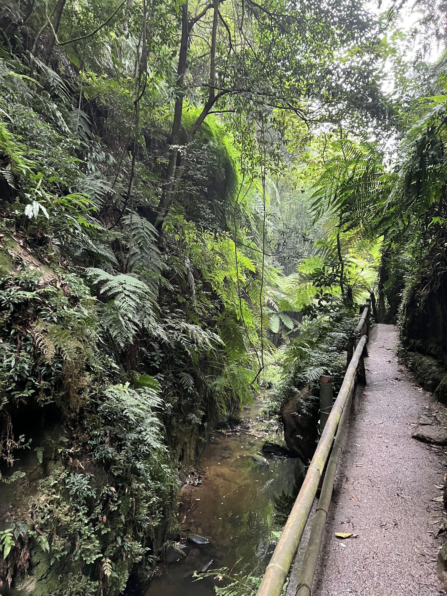 乐山西坝镇桫椤大峡谷(暂停开放)旅行图片 2