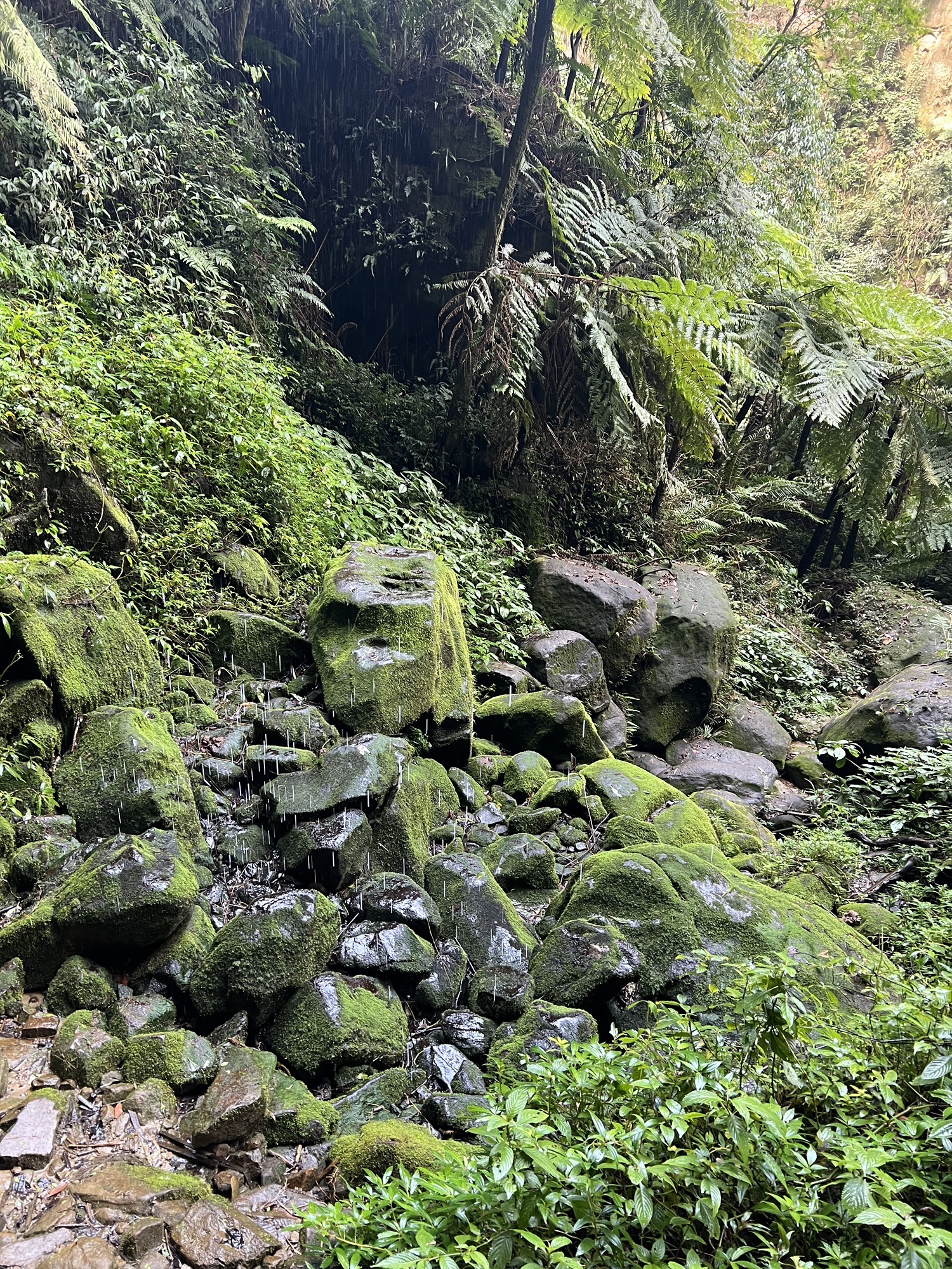 乐山西坝镇桫椤大峡谷(暂停开放)旅行图片 2