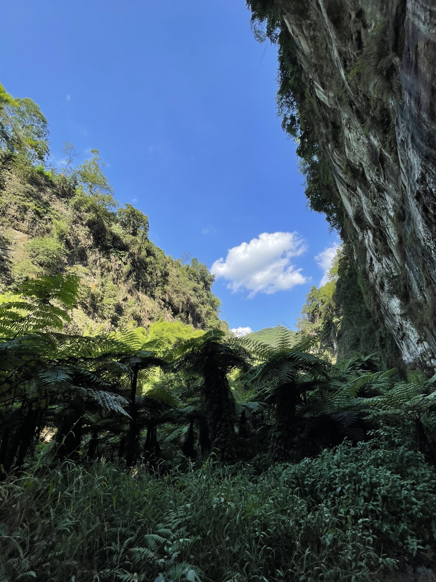 乐山西坝镇桫椤大峡谷(暂停开放)旅行图片 3