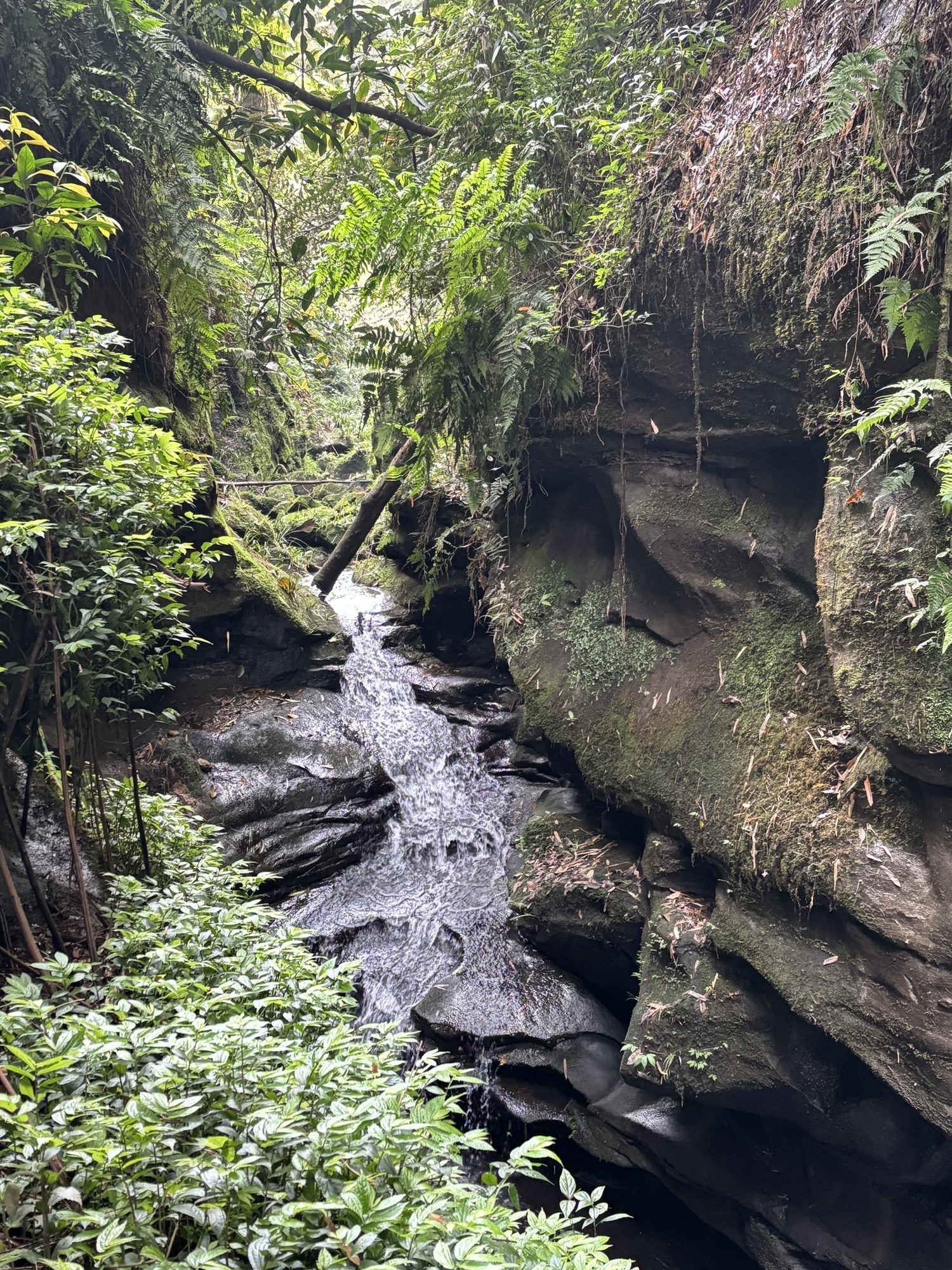 乐山西坝镇桫椤大峡谷(暂停开放)旅行图片 3