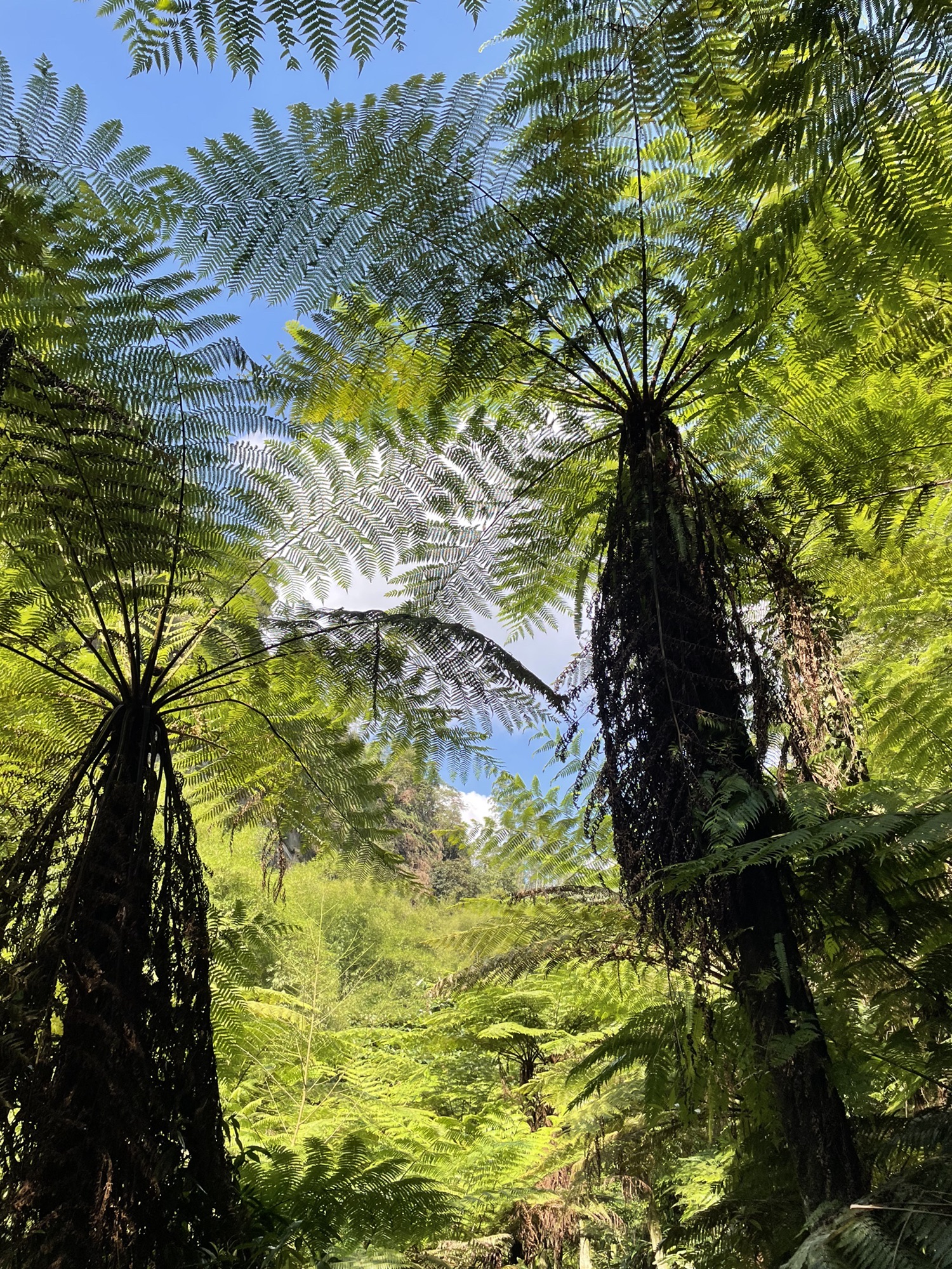 乐山西坝镇桫椤大峡谷(暂停开放)旅行图片 1