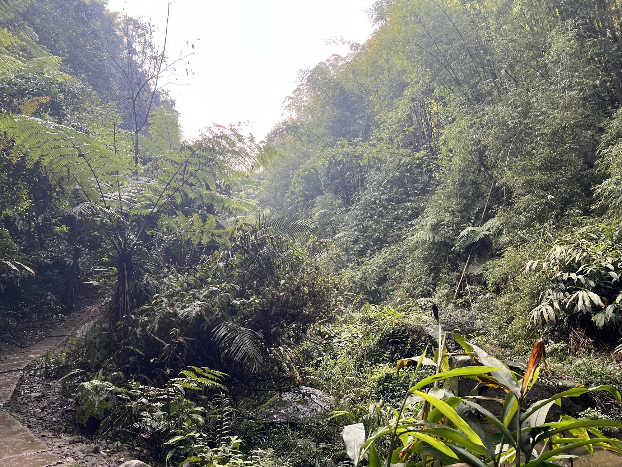 乐山西坝镇桫椤大峡谷(暂停开放)旅行图片 1