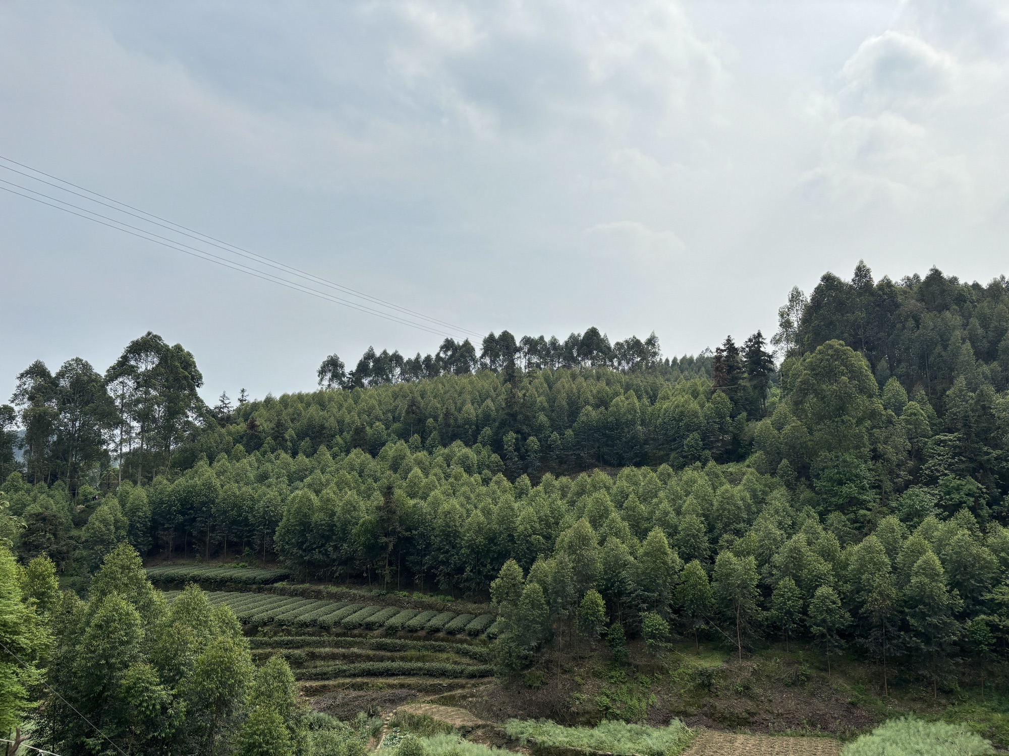 乐山西坝镇桫椤大峡谷(暂停开放)旅行图片 2