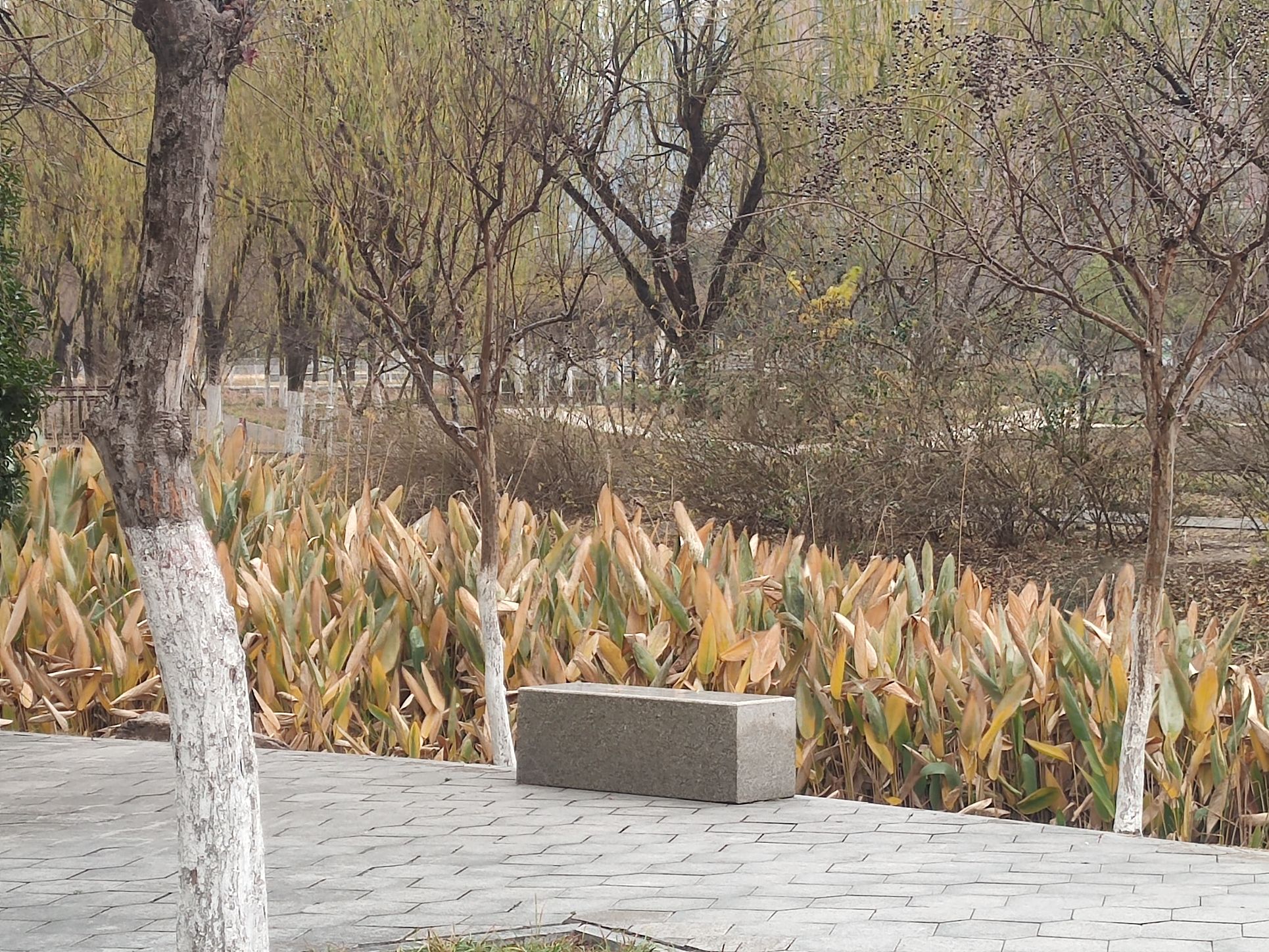 开源公园旅行图片 1