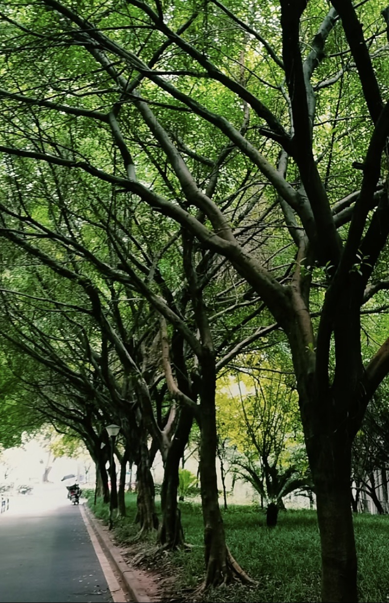 海德公园旅行图片 1