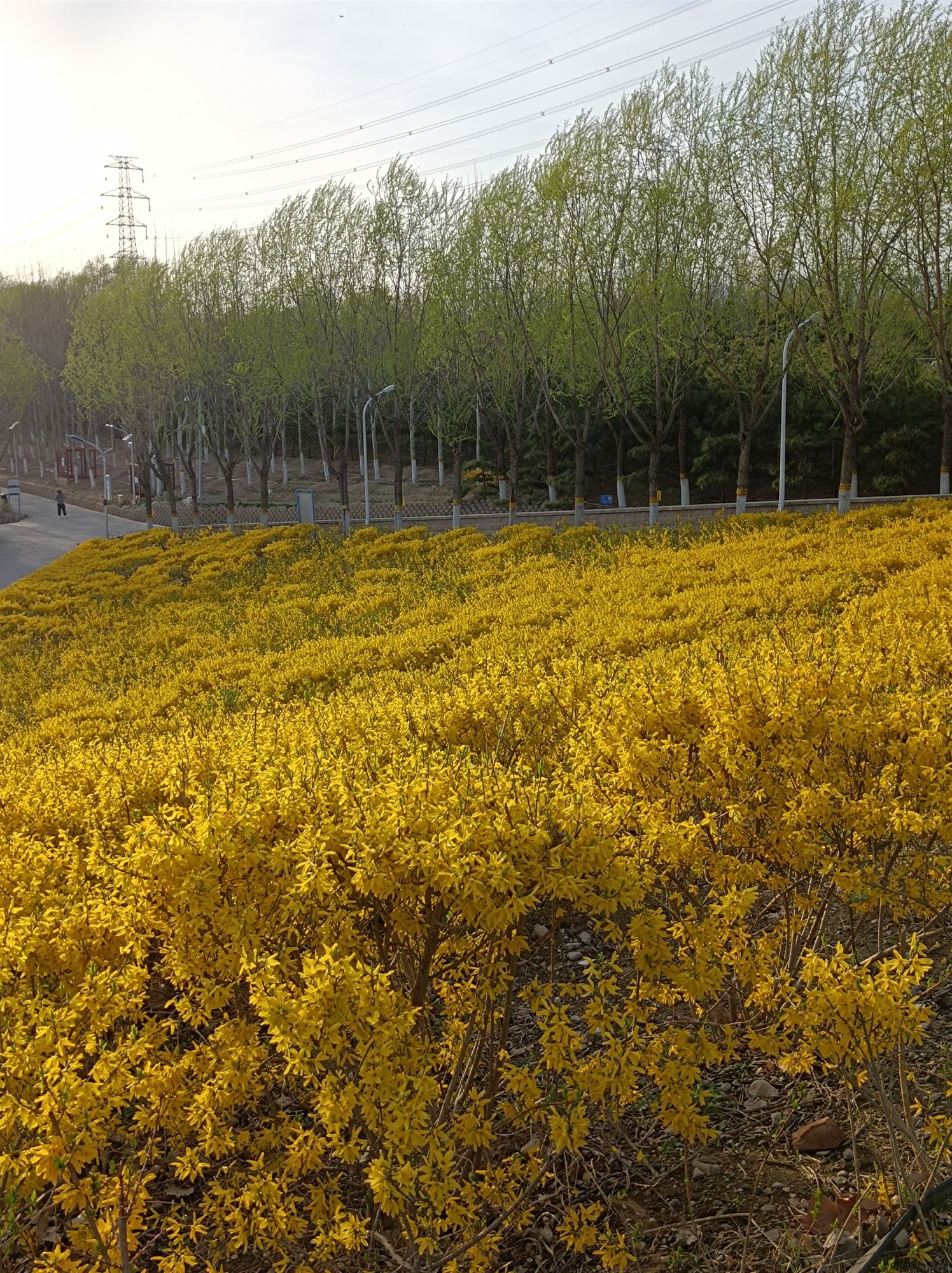 西郊雨洪调蓄工程旅行图片 1