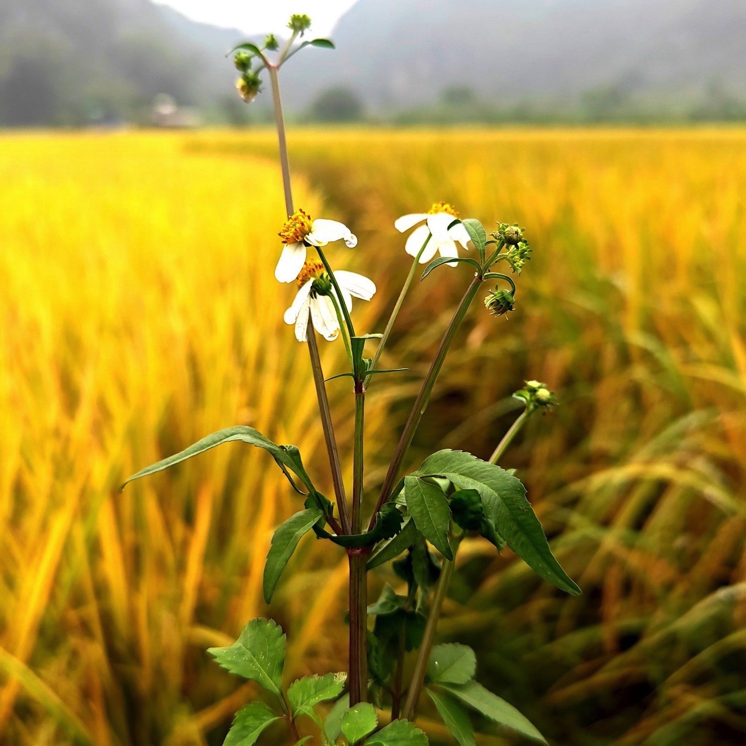 苹塘镇石山峰林风景区旅行图片 1