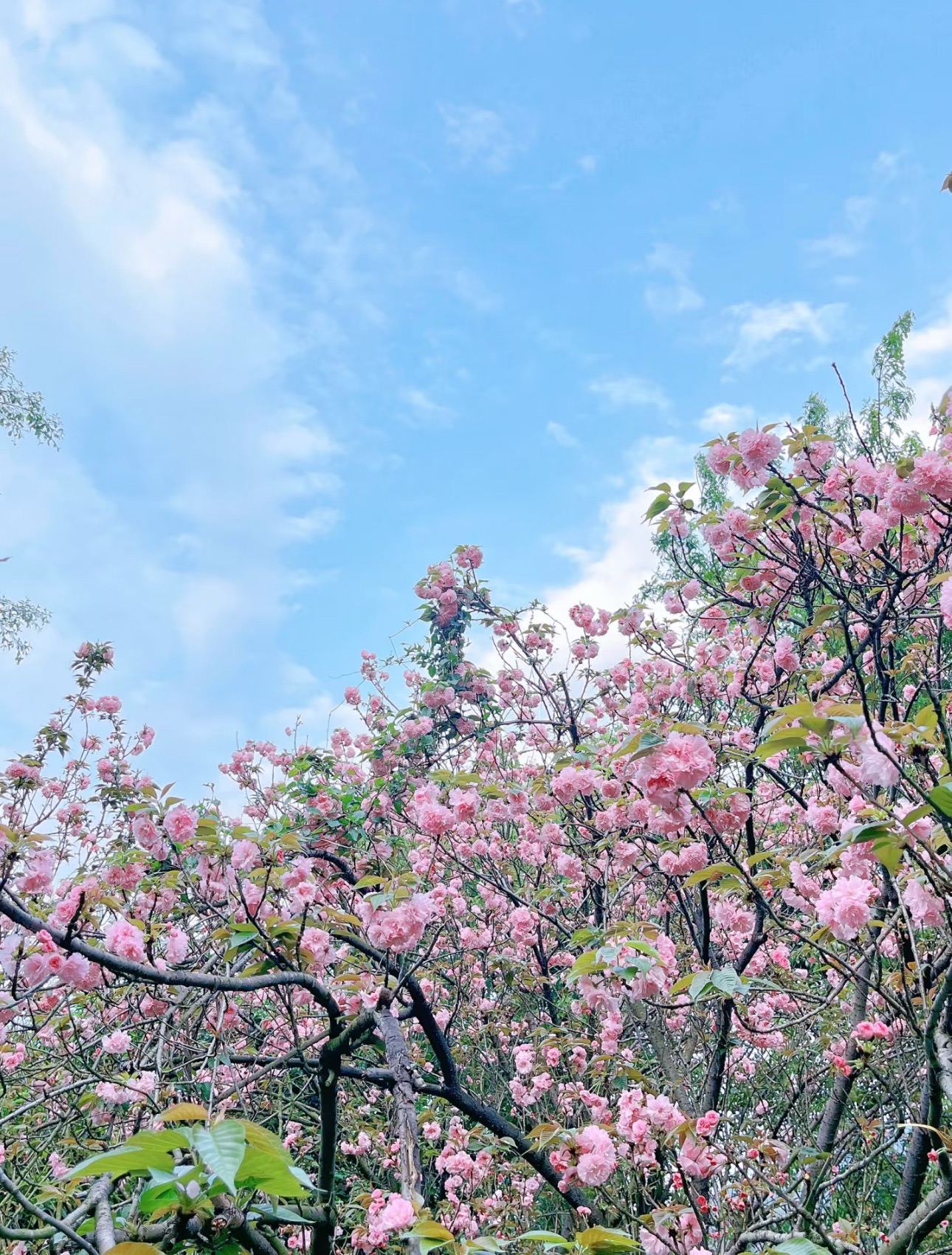 赣州市樱花公园健康主题公园