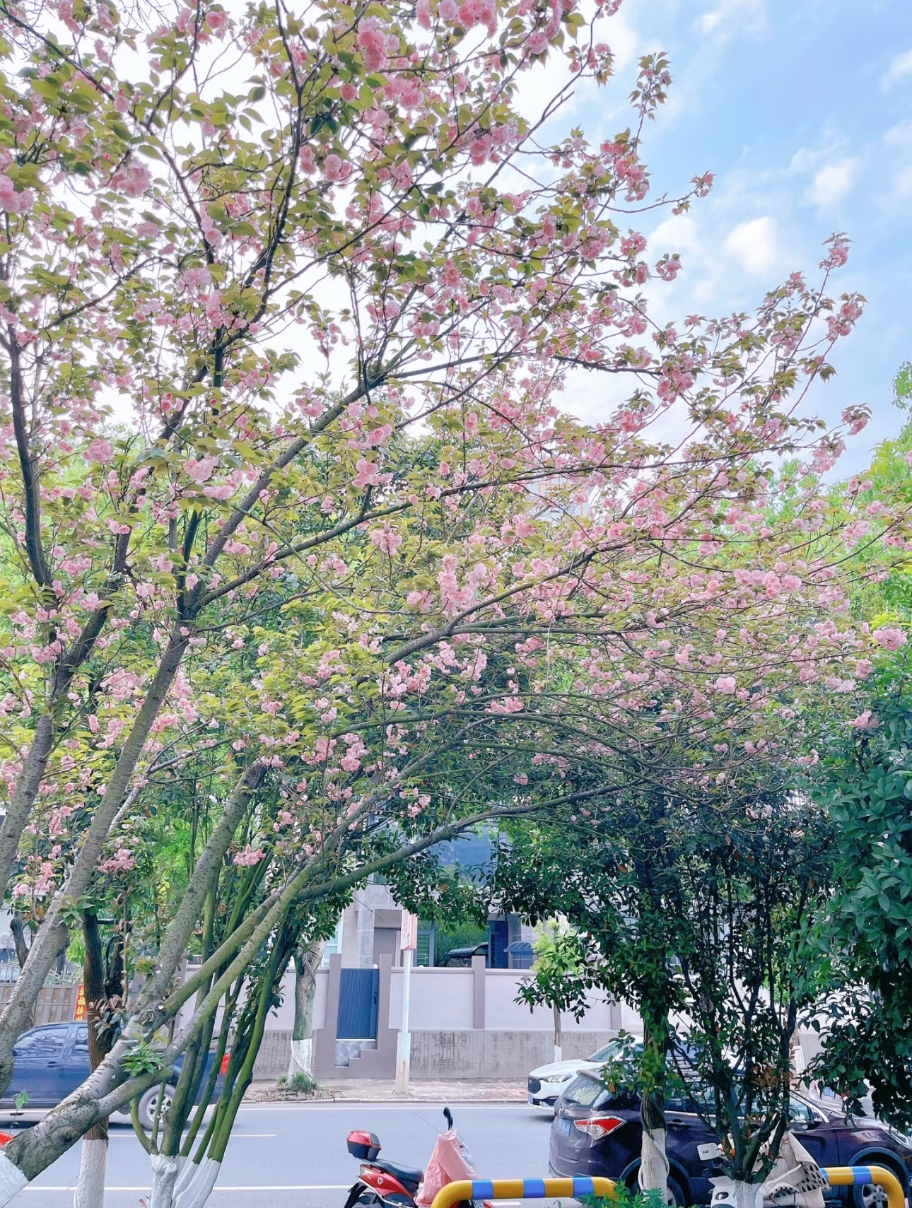 赣州市樱花公园健康主题公园